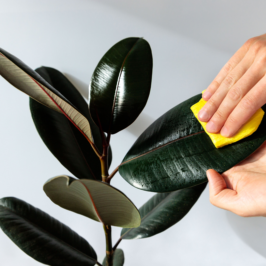 Cleaning Plant Leaves