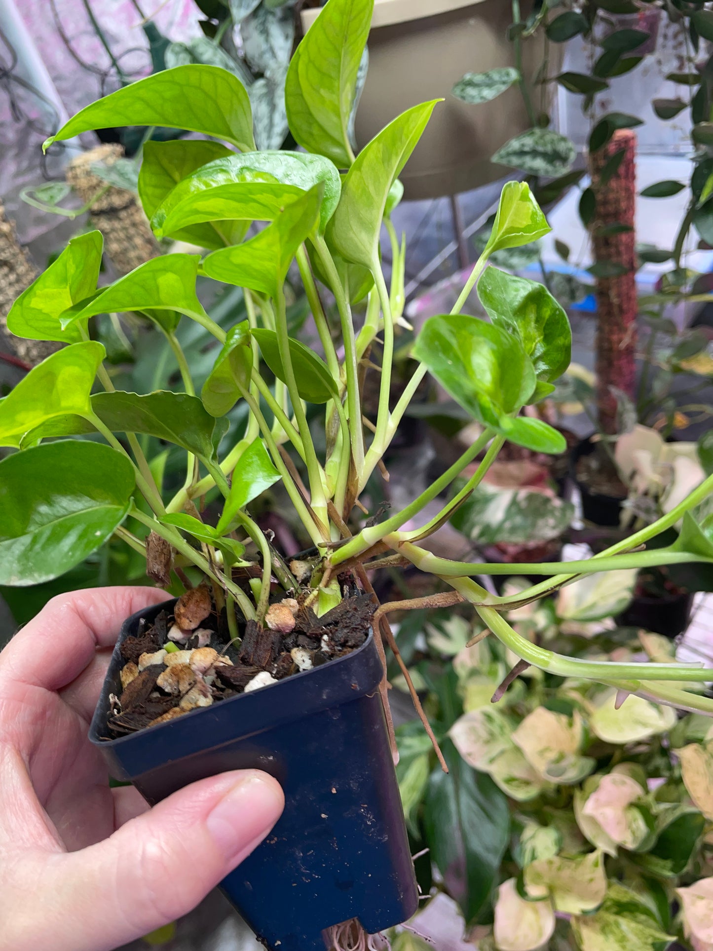 Philodendron Global Green