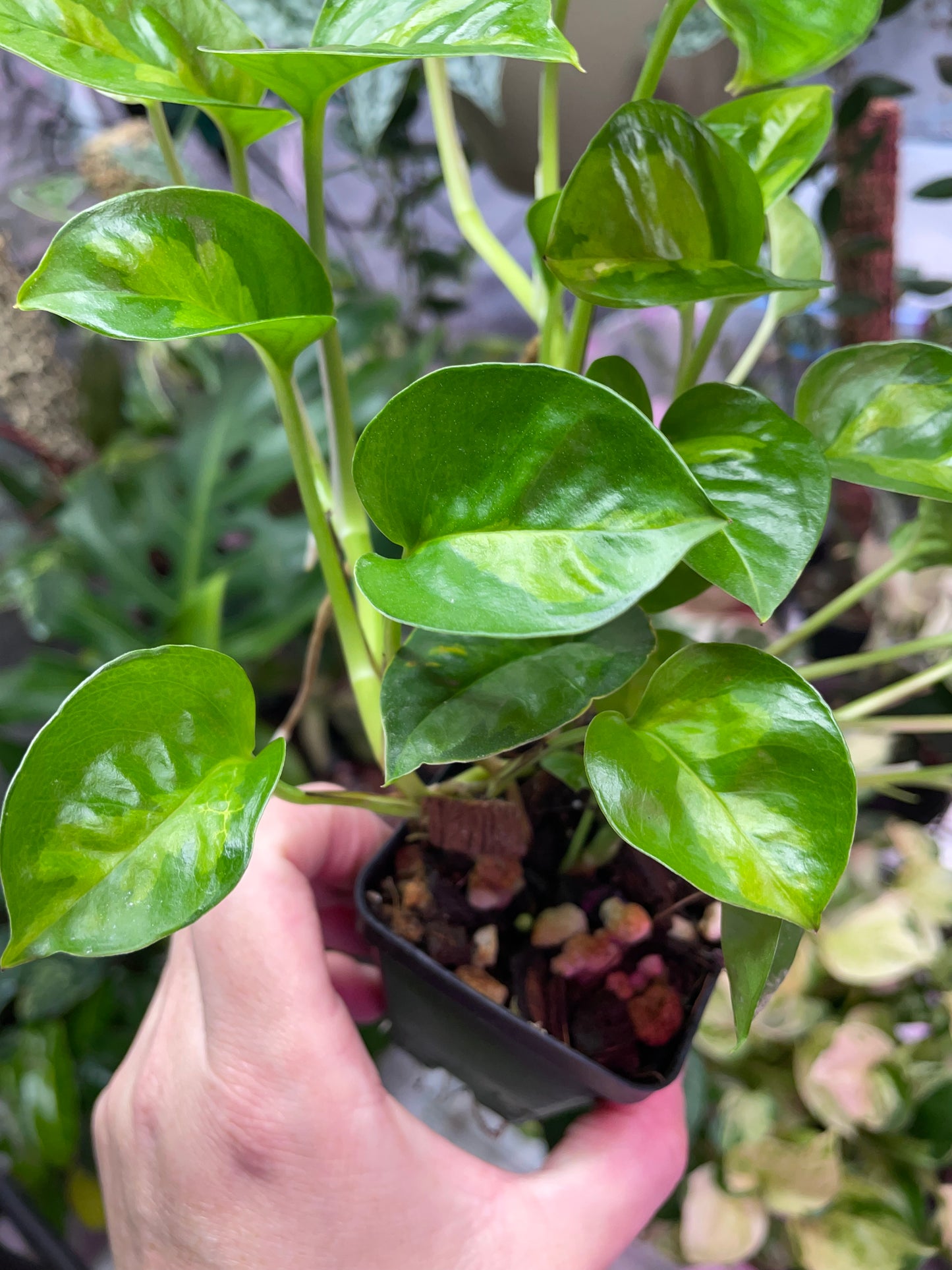 Philodendron Global Green