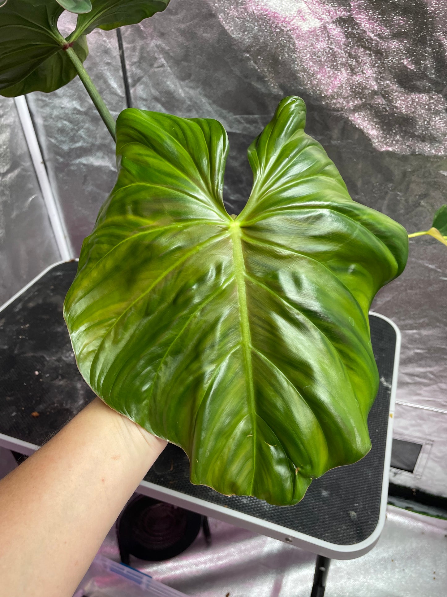 Philodendron sp Columbia silver