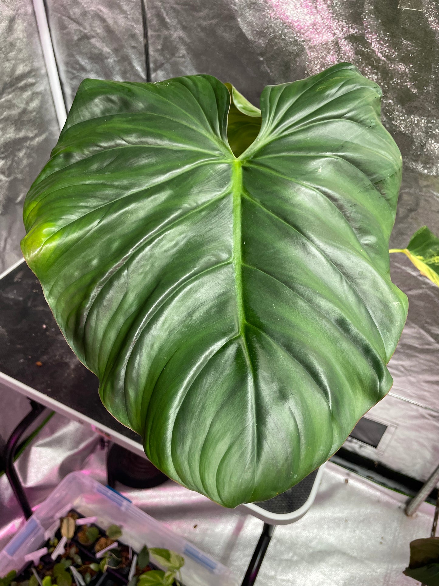 Philodendron sp Columbia silver