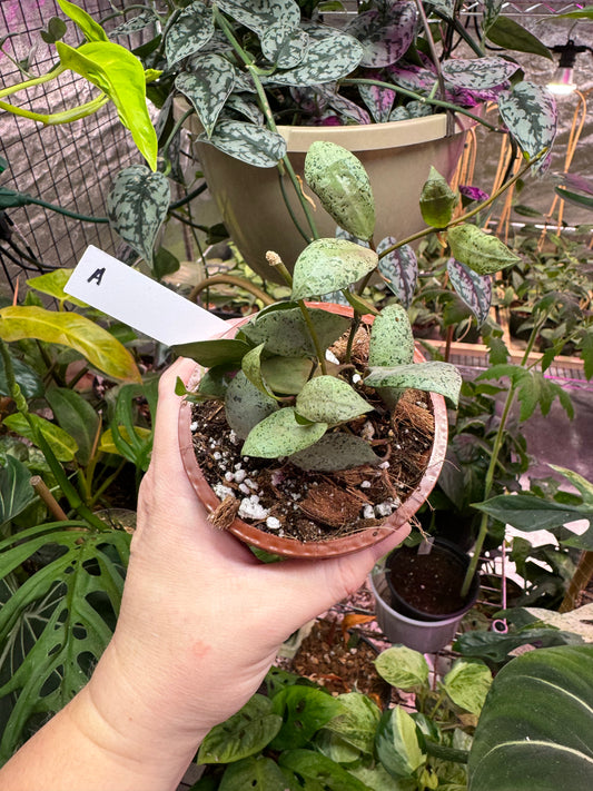 Hoya lacunosa ‘moonshine’ 4"HB