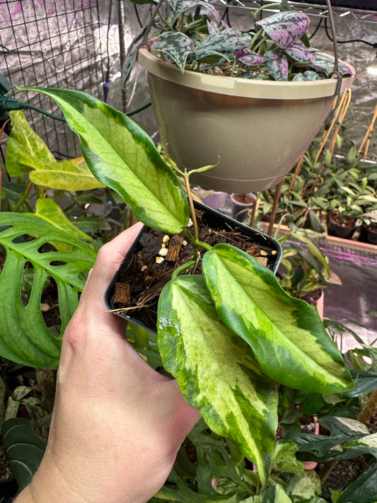 Hoya kenejiana variegated