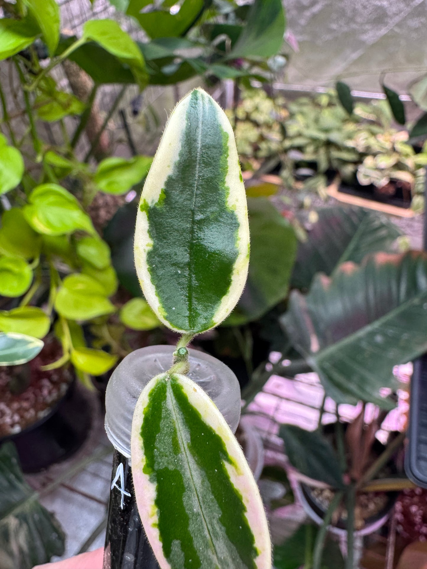 Hoya lyi prism cuttings