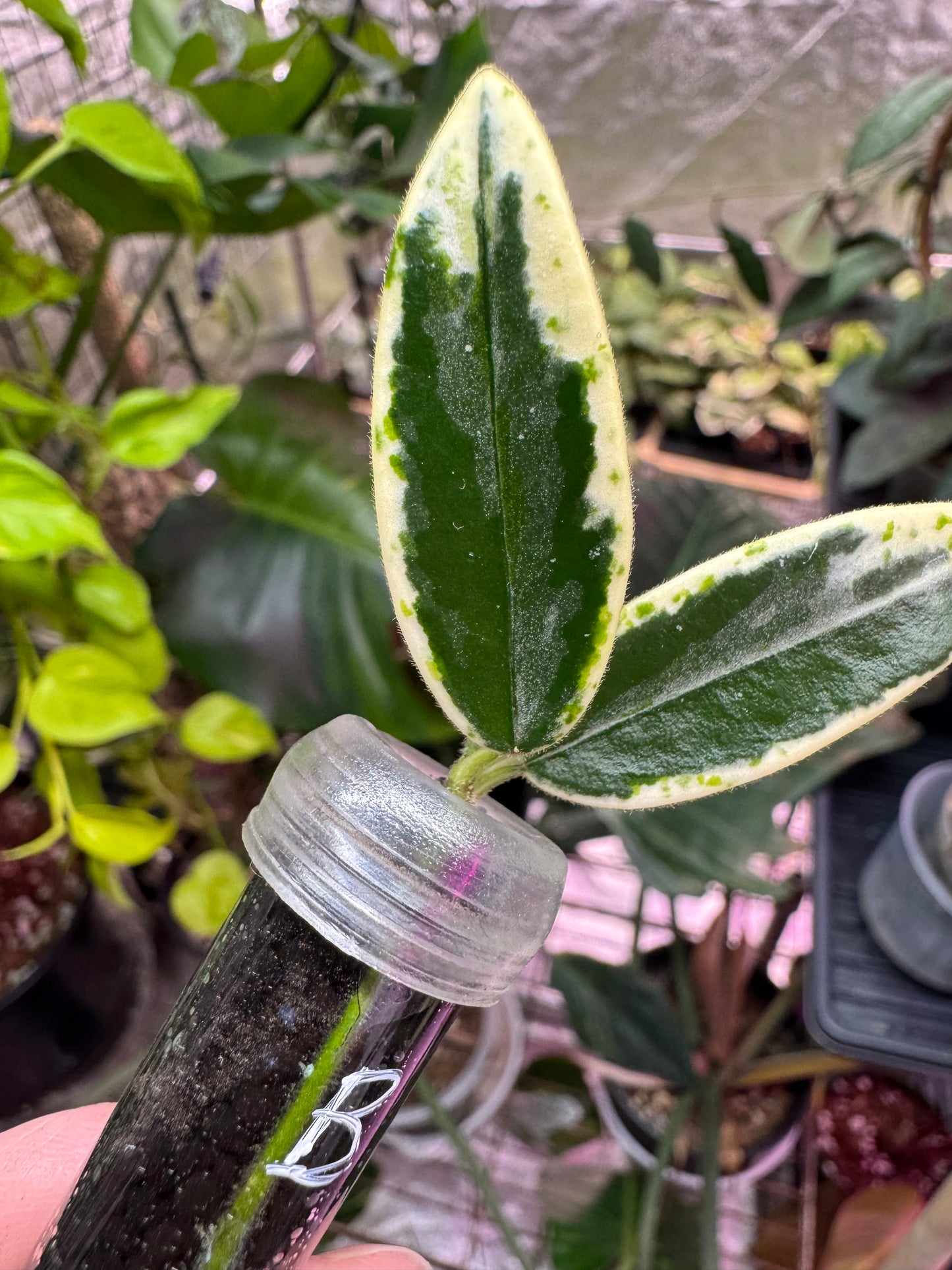 Hoya lyi prism cuttings