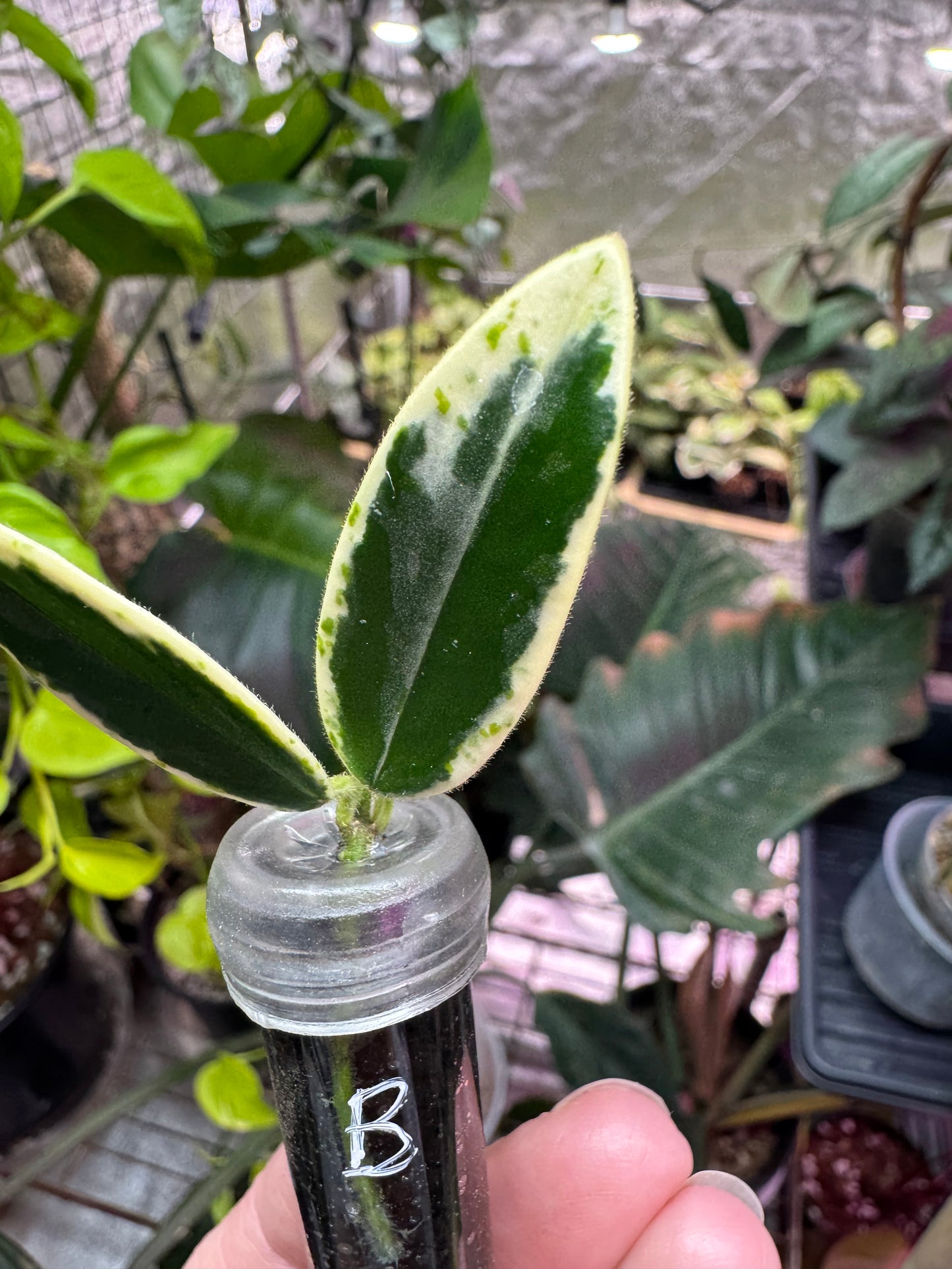 Hoya lyi prism cuttings