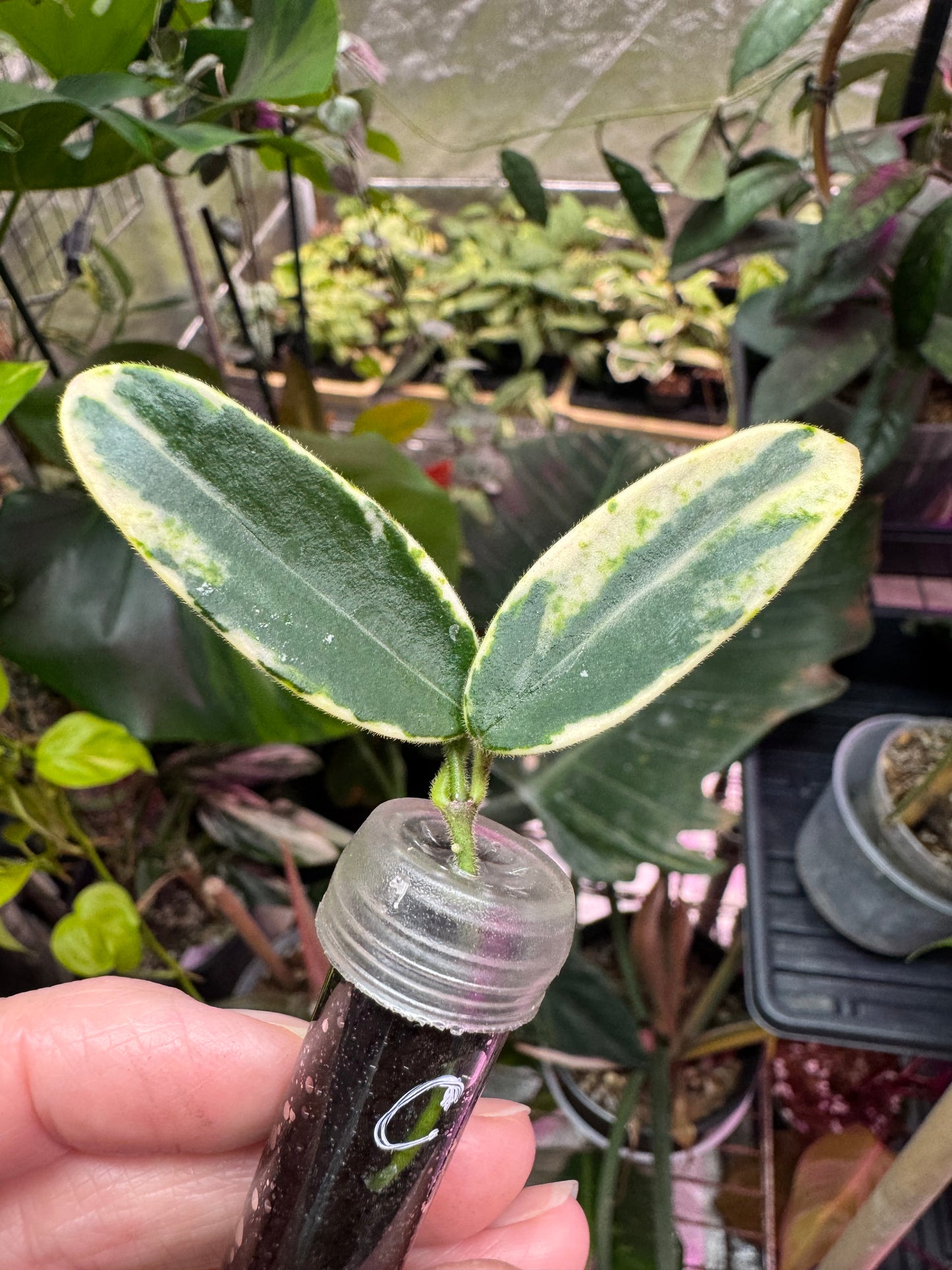 Hoya lyi prism cuttings