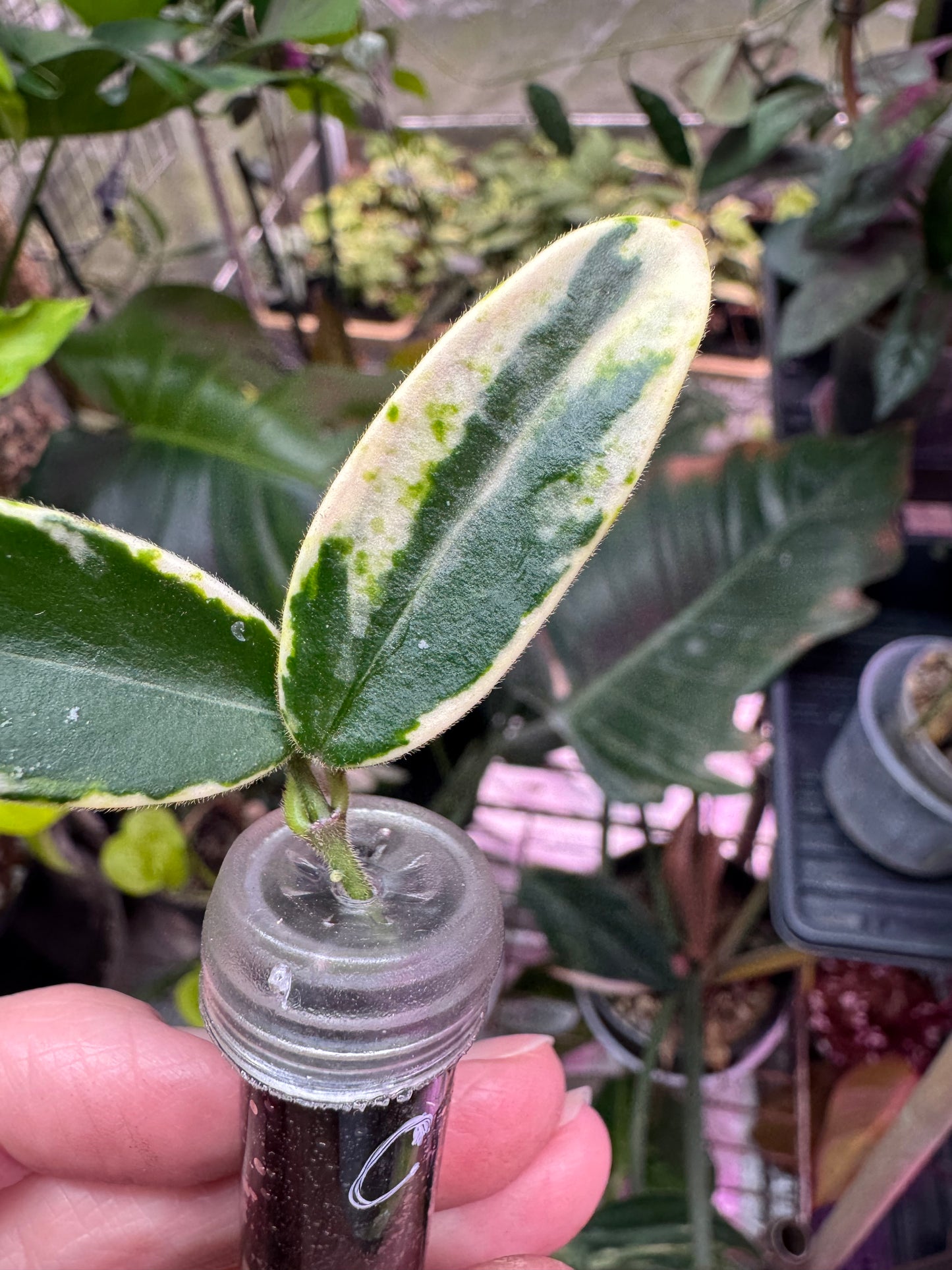 Hoya lyi prism cuttings