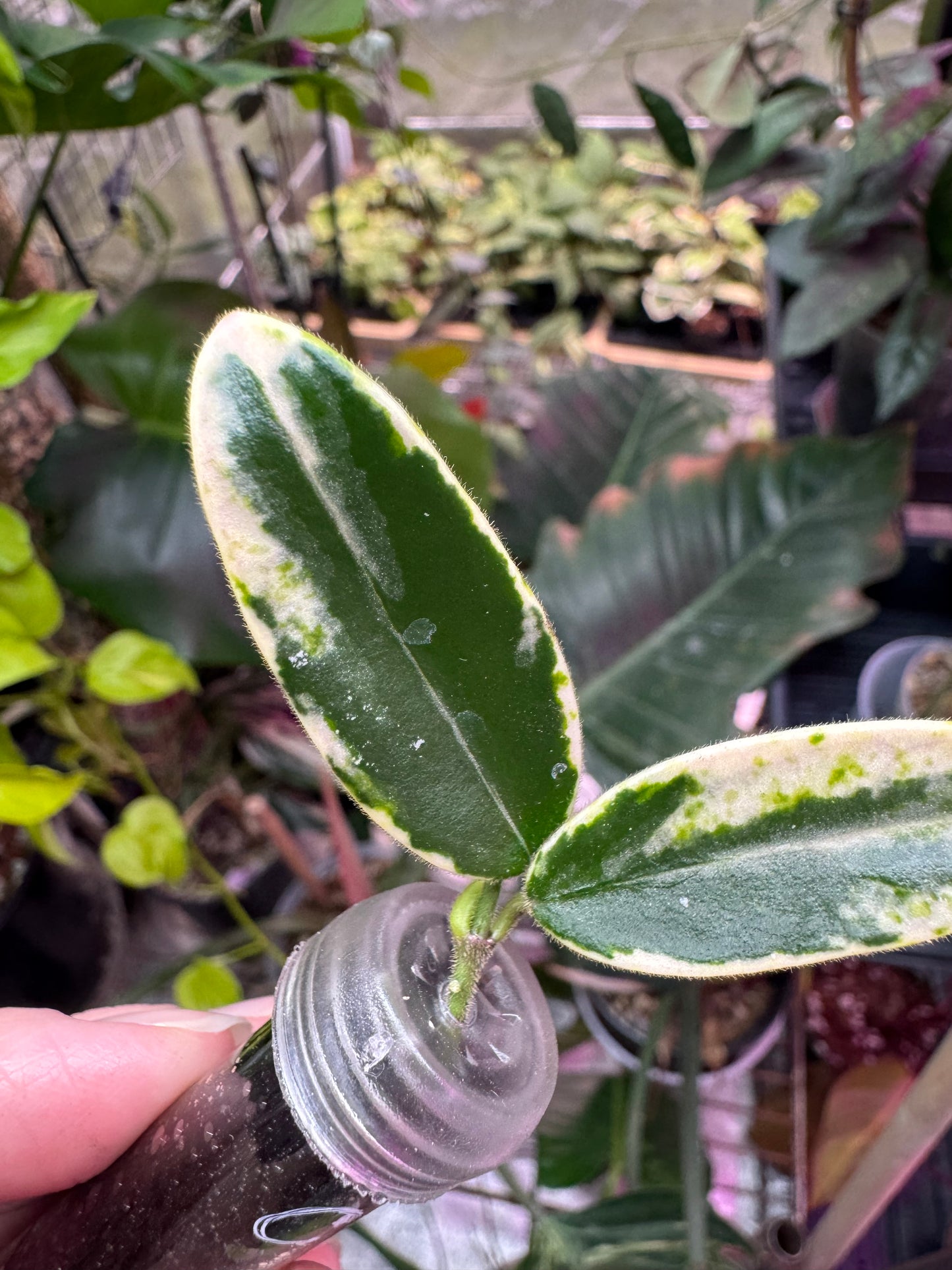 Hoya lyi prism cuttings