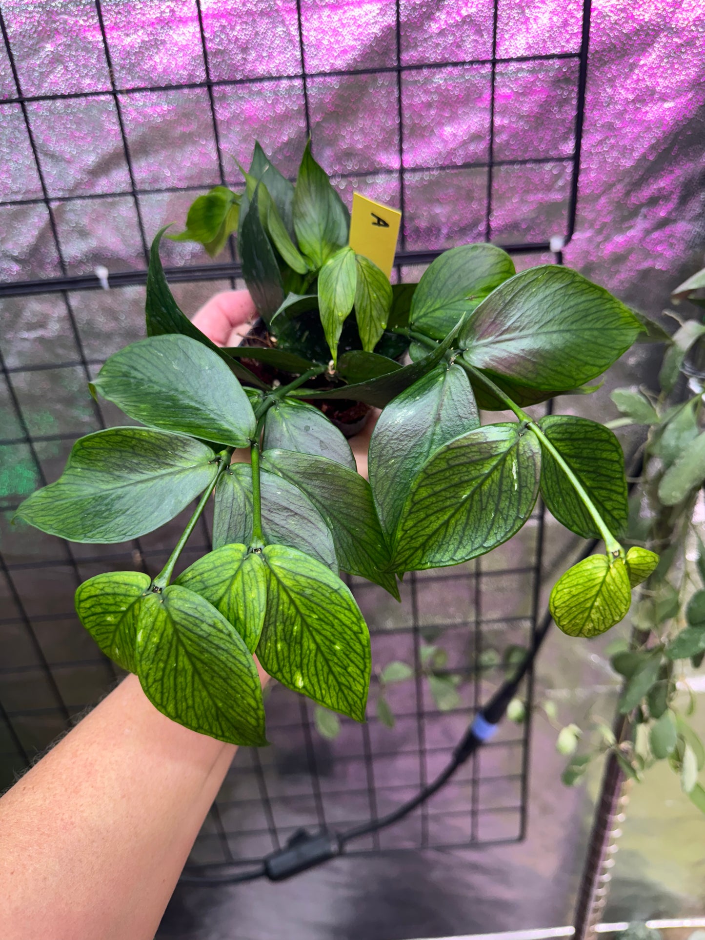 Hoya polyneura