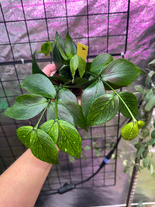 Hoya polyneura