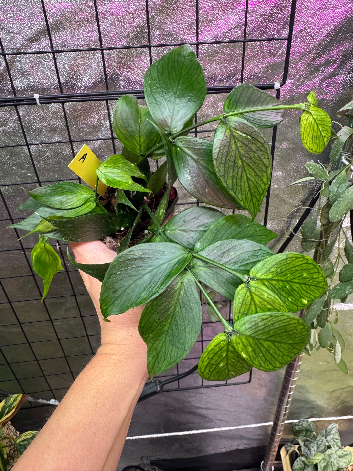 Hoya polyneura