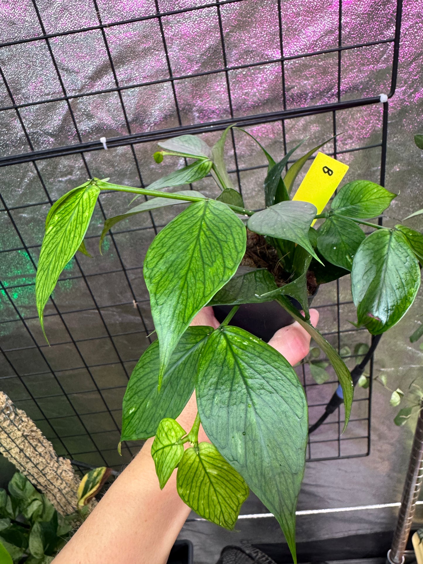 Hoya polyneura