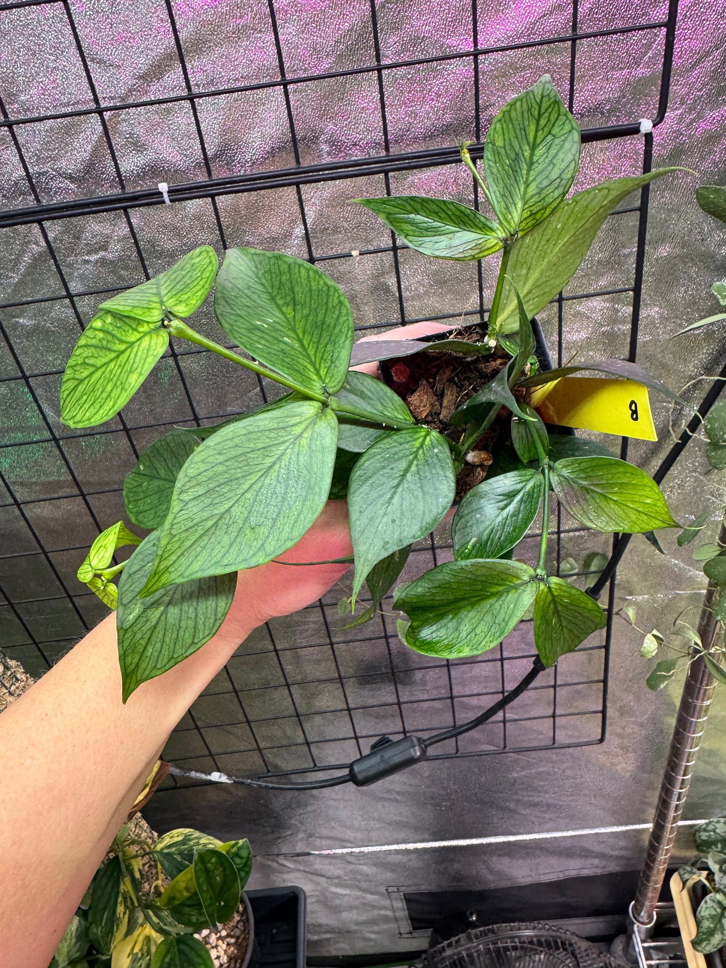 Hoya polyneura