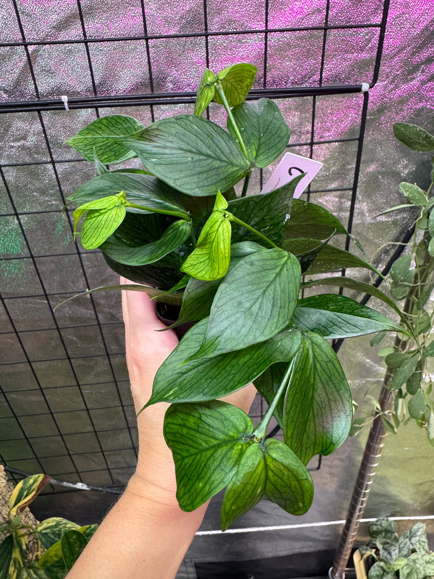 Hoya polyneura