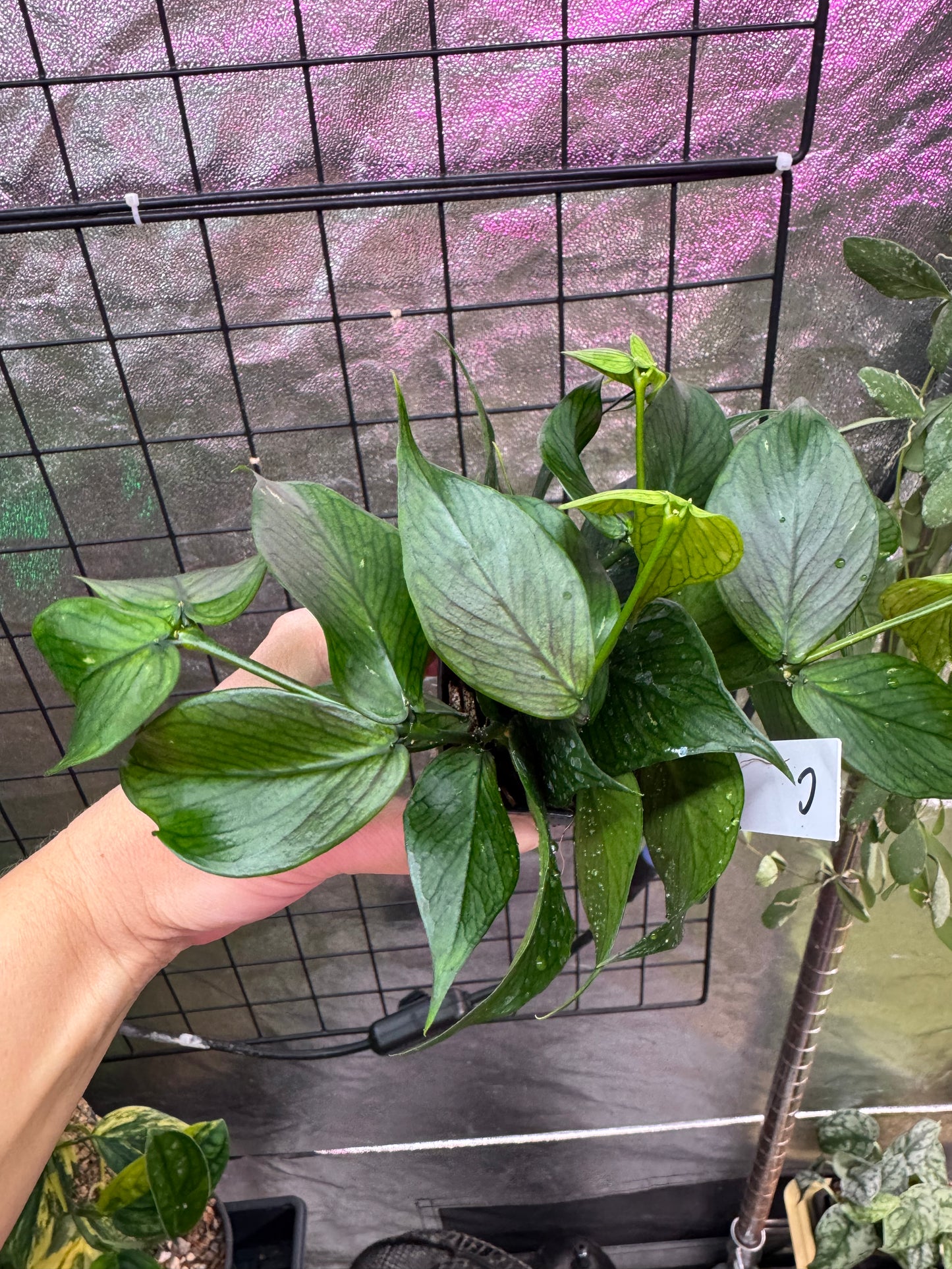 Hoya polyneura