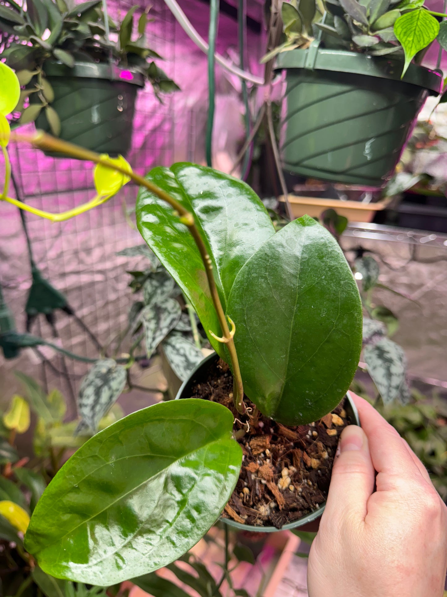 Hoya surigaoensis