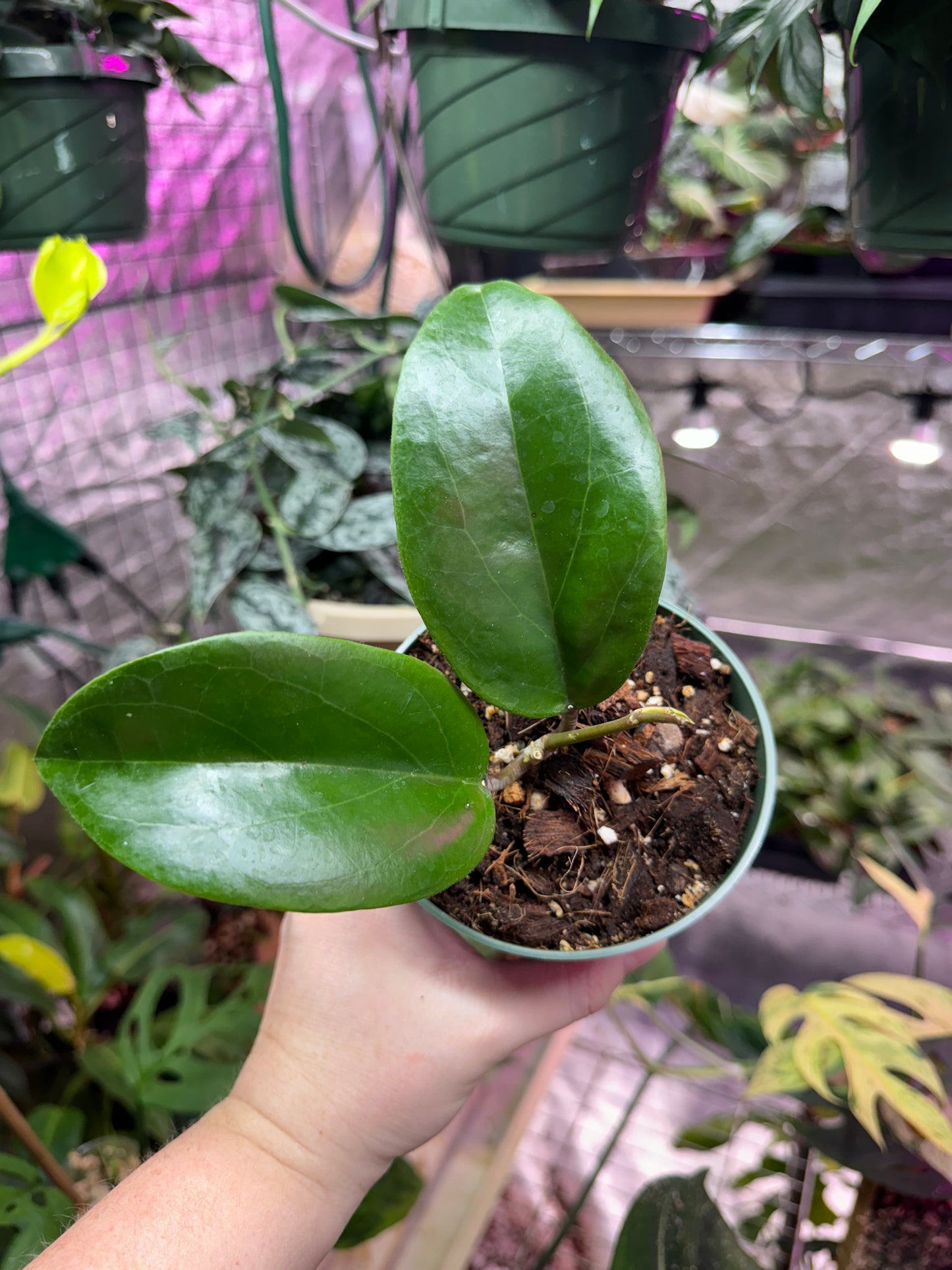 Hoya surigaoensis