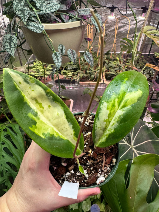 Hoya incrassata inner variegated 'Moonshadow' 4"