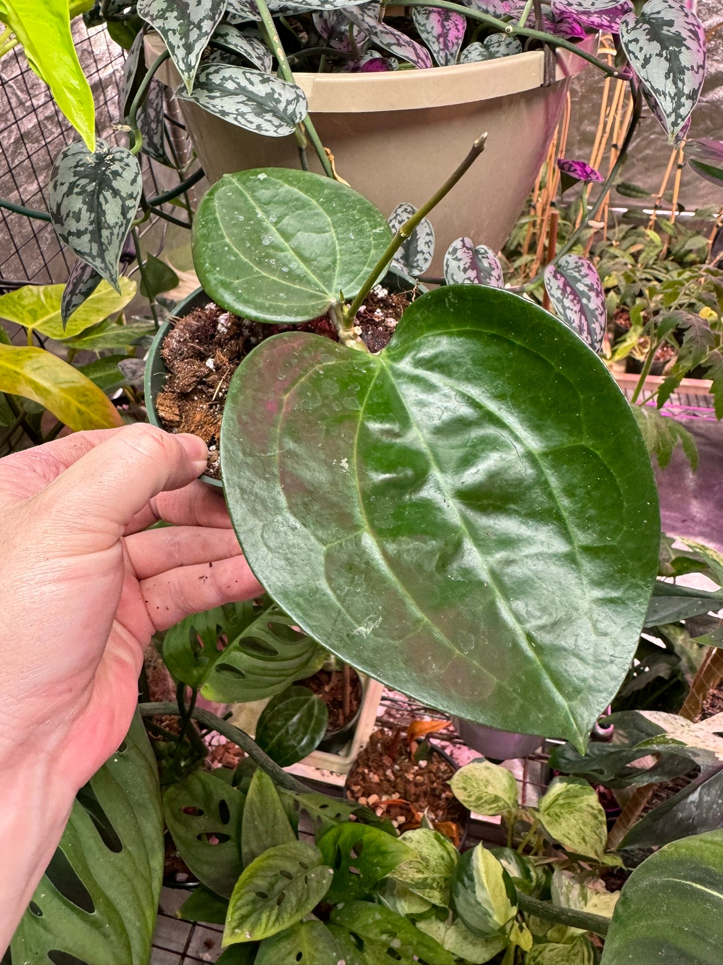 Hoya latifolia NOID 4"