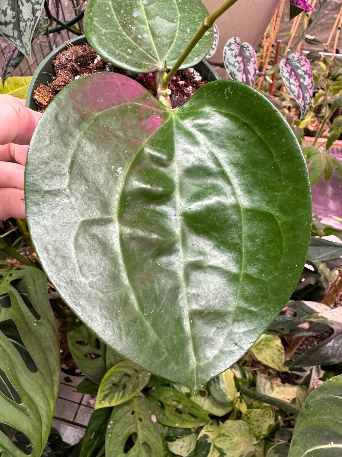 Hoya latifolia NOID 4"