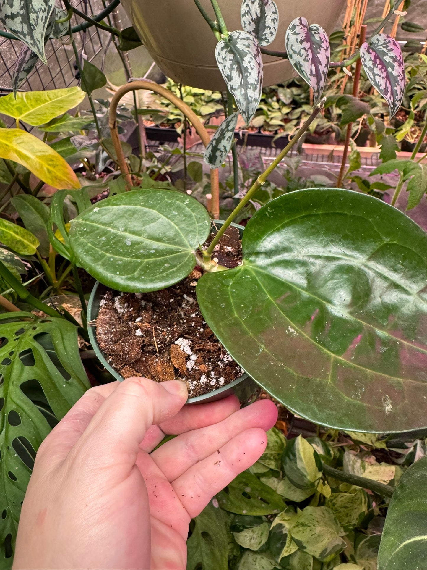 Hoya latifolia NOID 4"