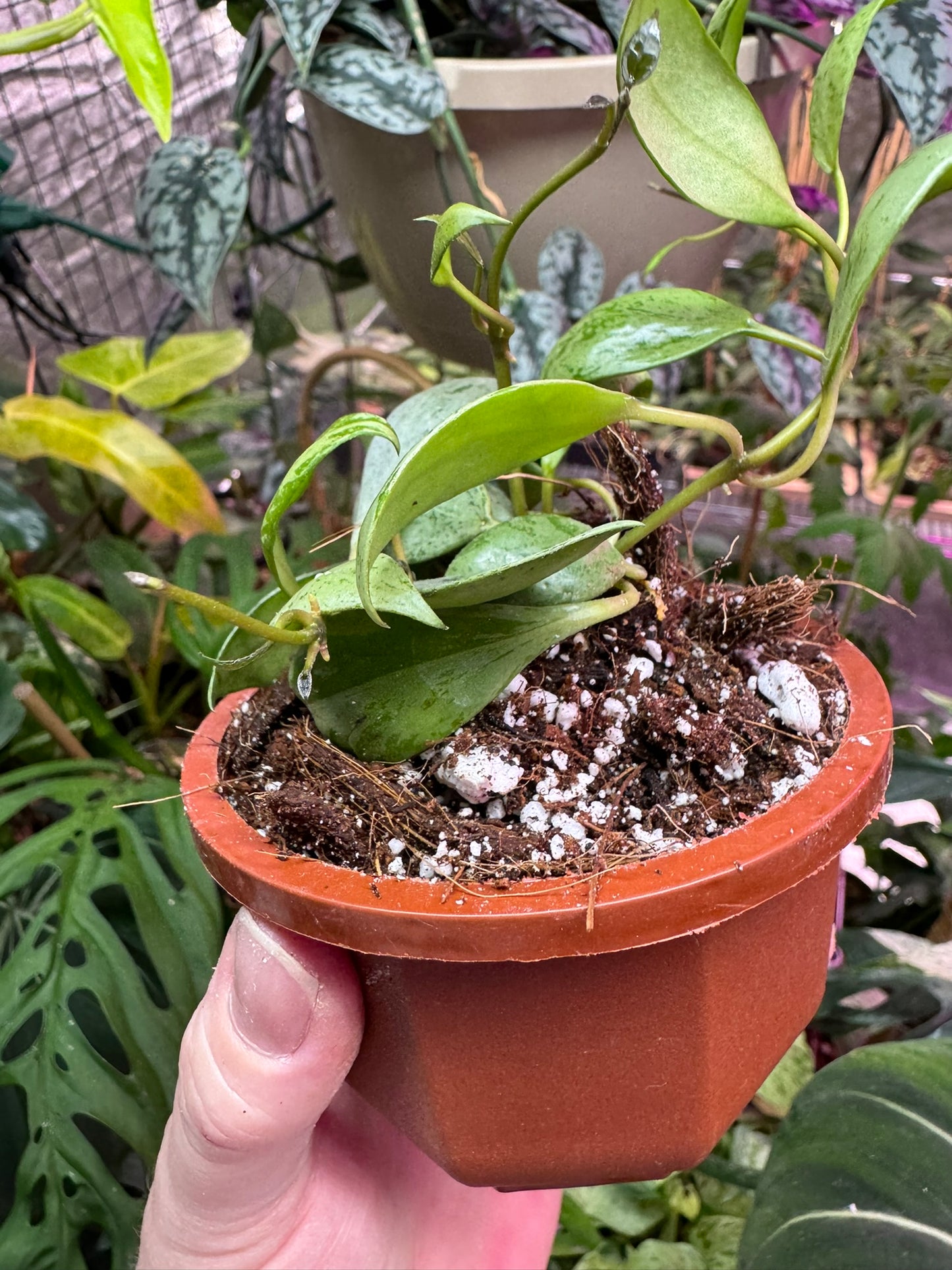 Hoya lacunosa ‘sulcata’ 4"HB