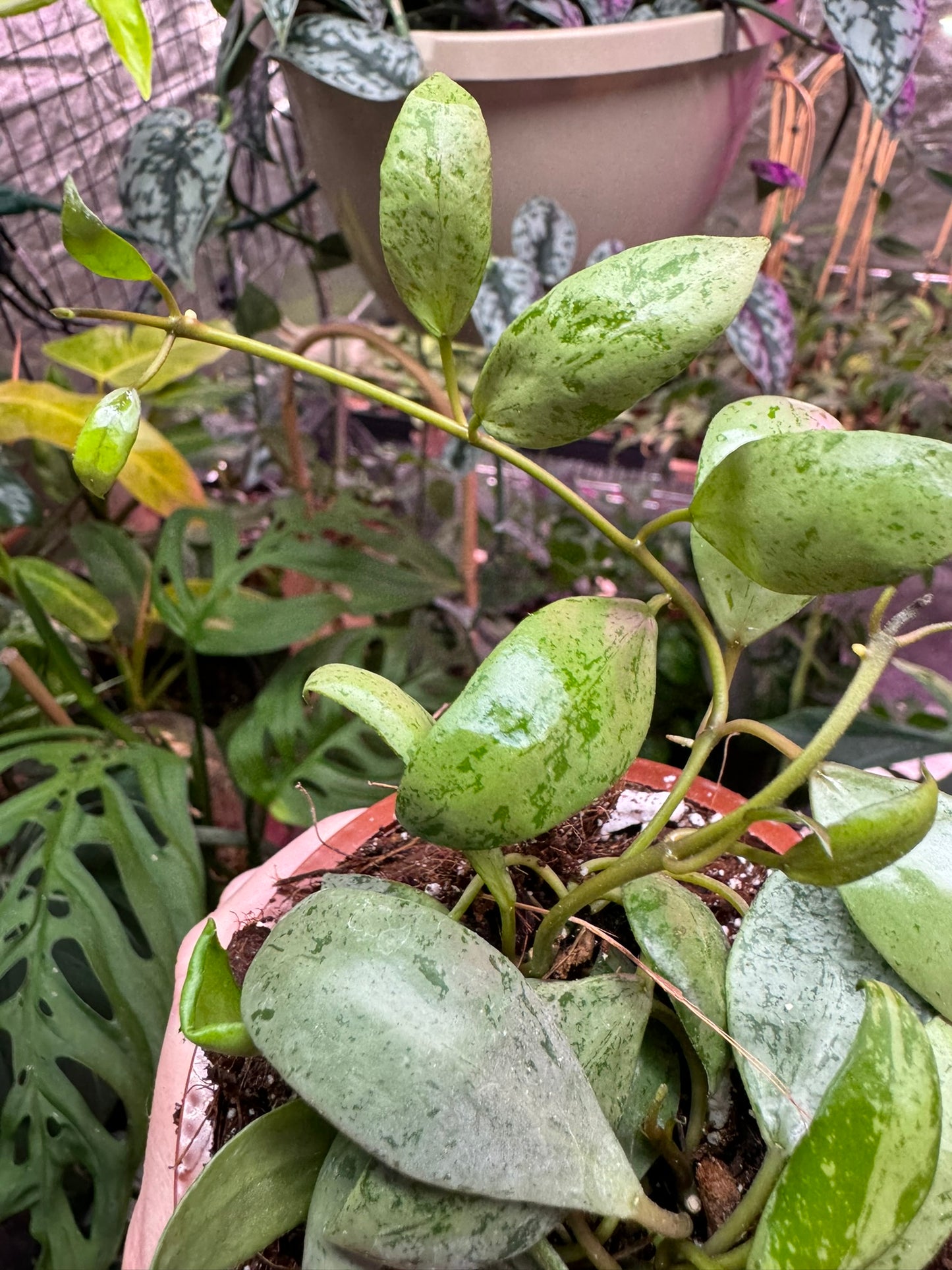 Hoya lacunosa ‘sulcata’ 4"HB