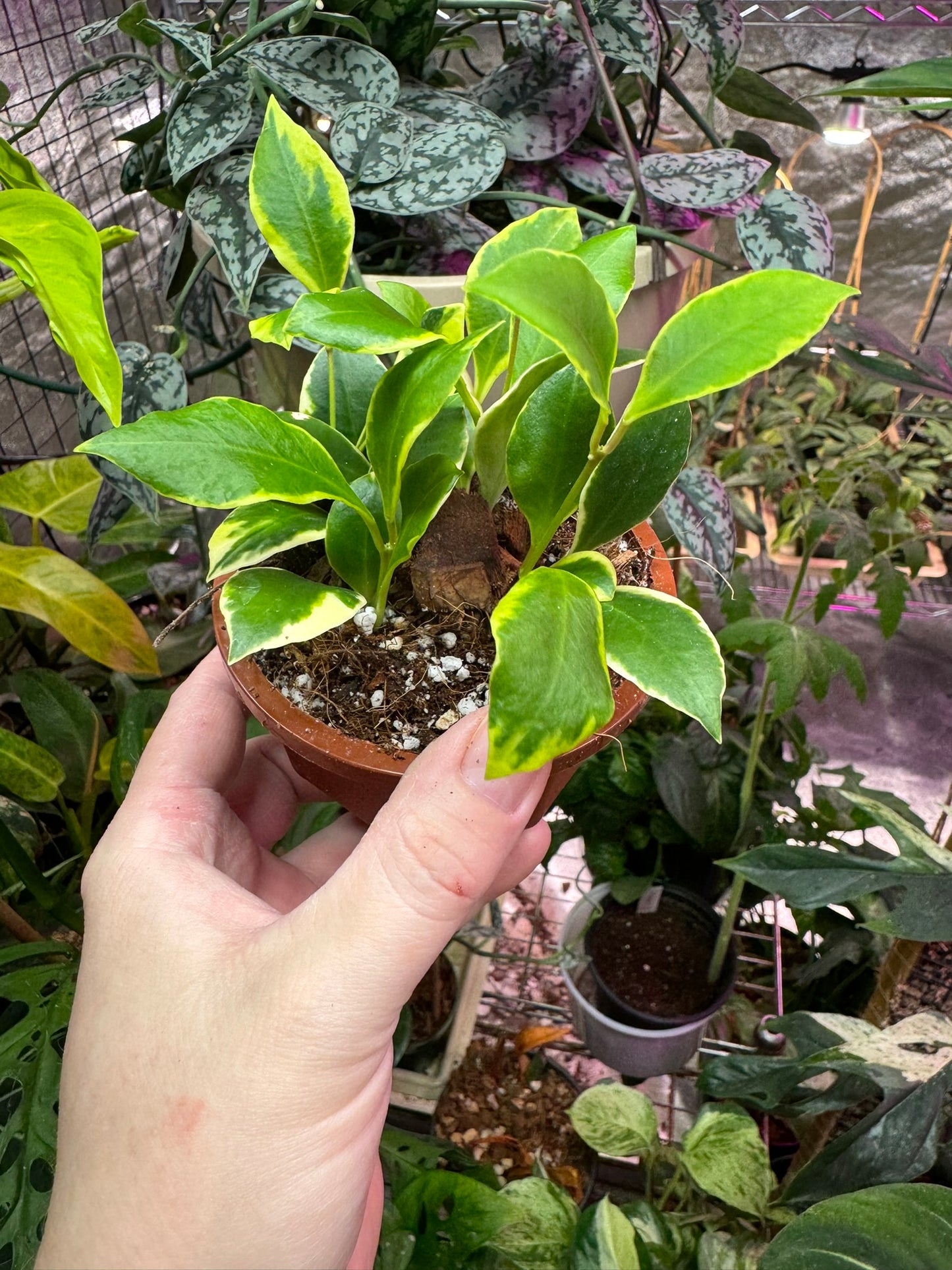Hoya heuschkeliana outer variegated 4"HB