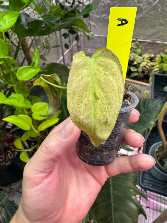 Philodendron Mint Micans