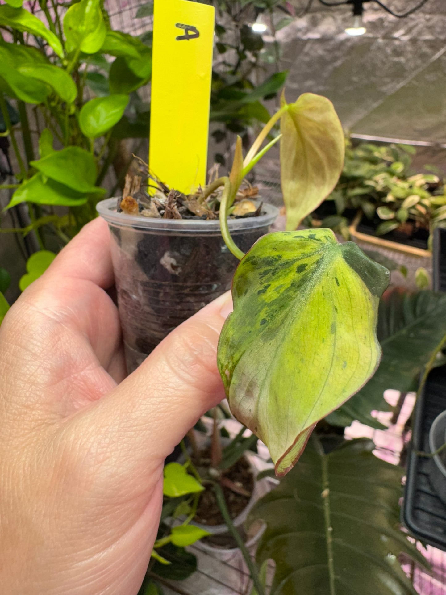 Philodendron Mint Micans