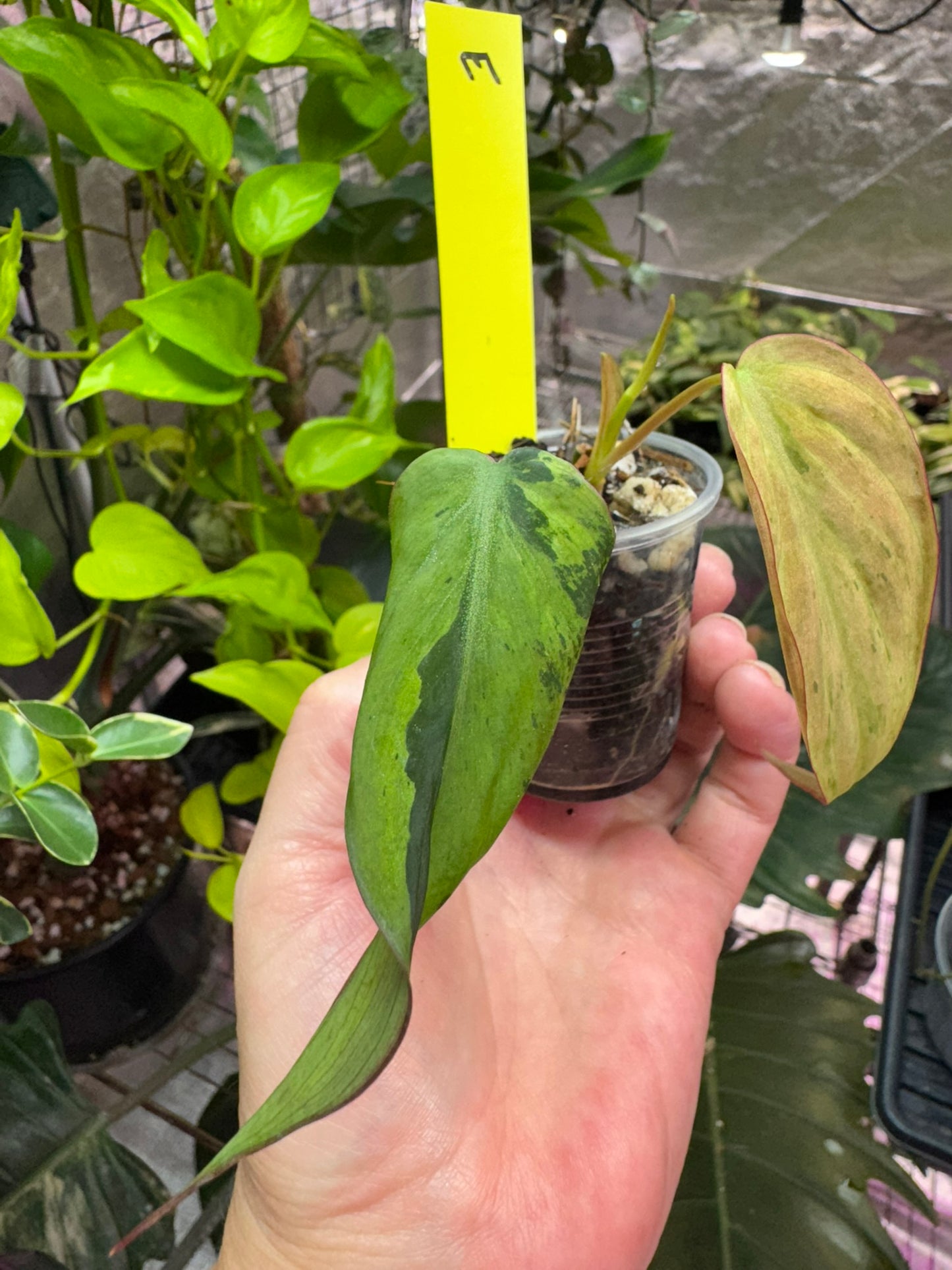 Philodendron Mint Micans