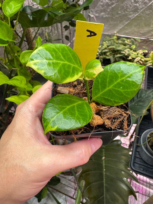 Hoya obscura albo