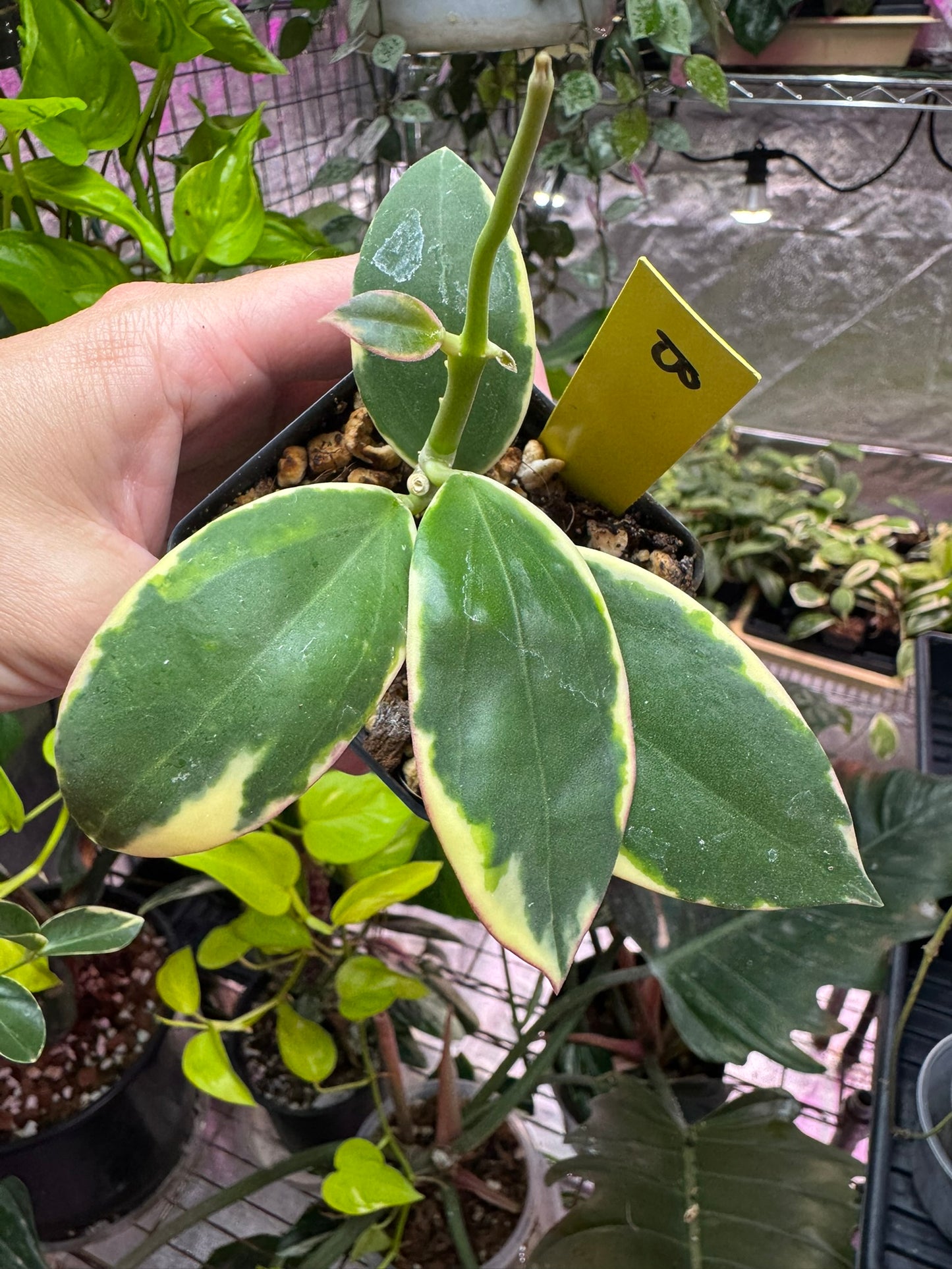 Hoya sp para albo