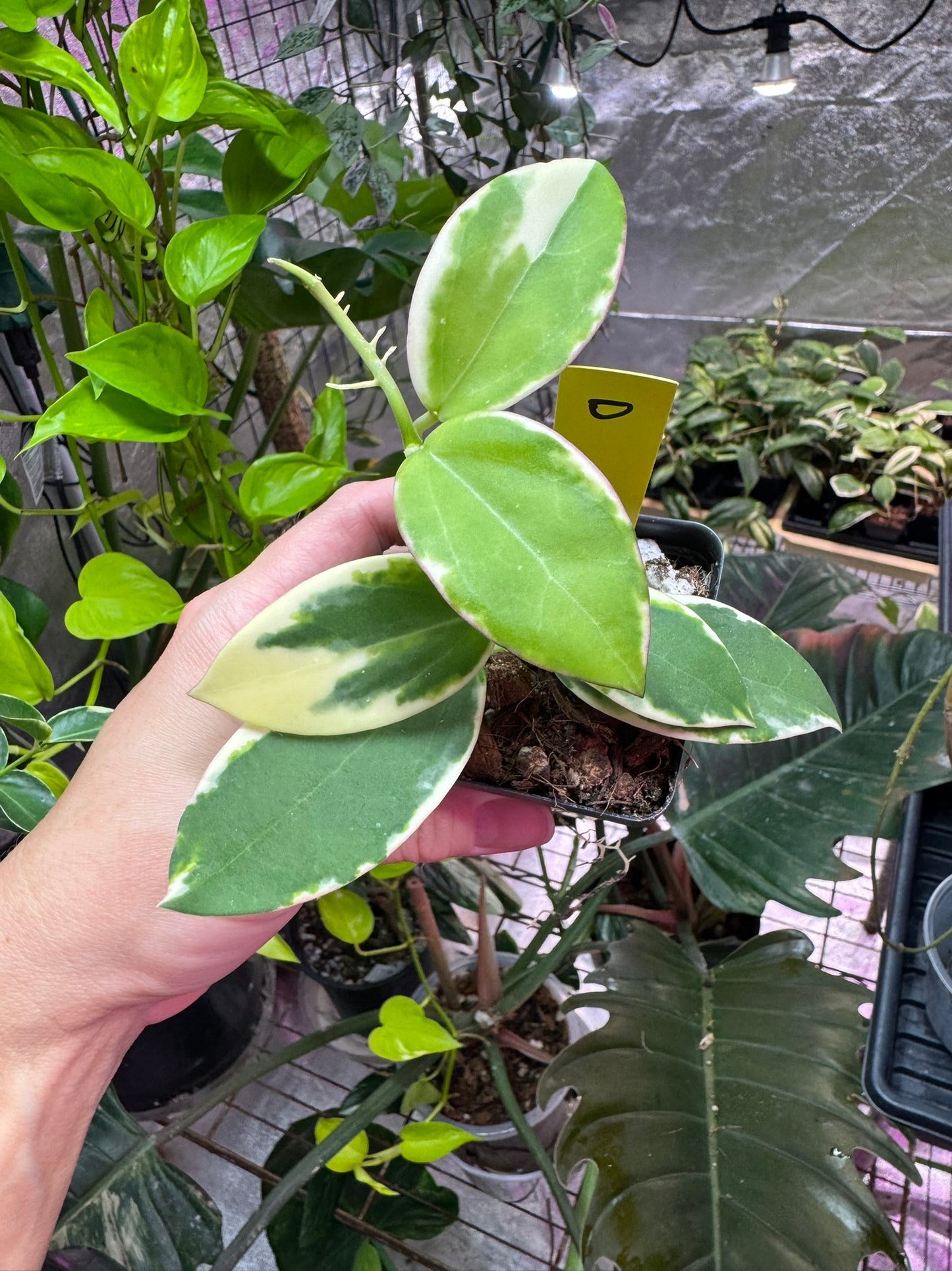 Hoya sp para albo