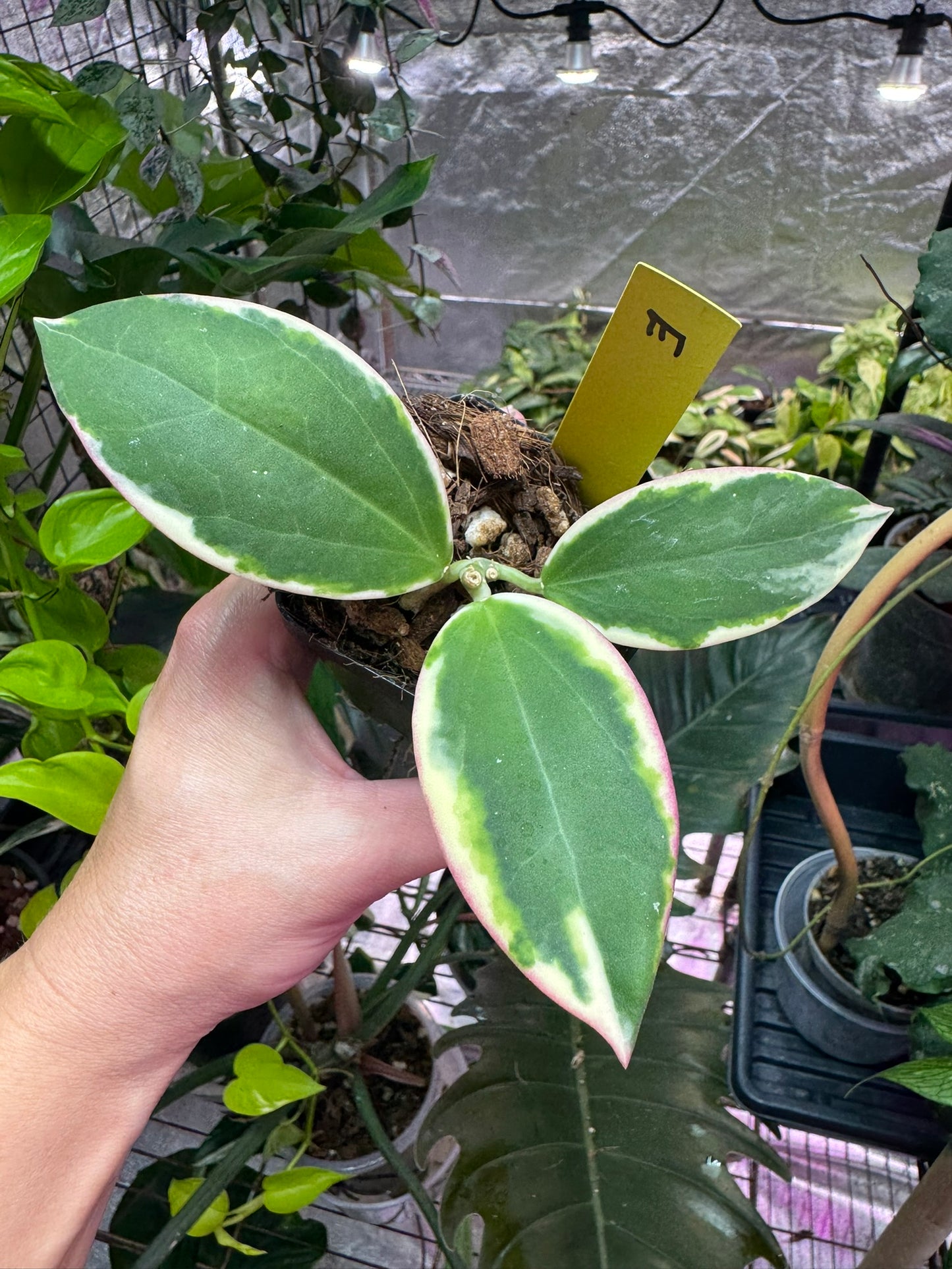 Hoya sp para albo