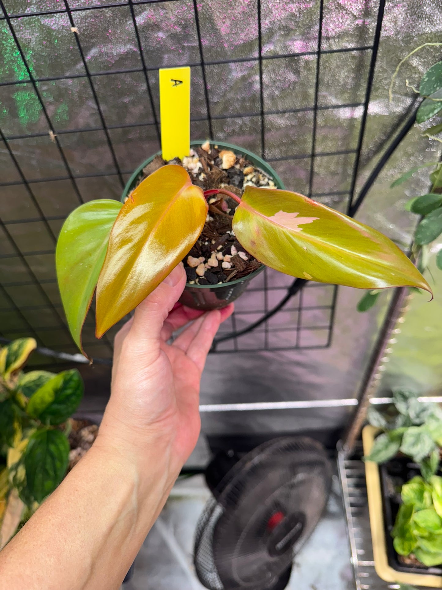 Philodendron Persimmon Princess