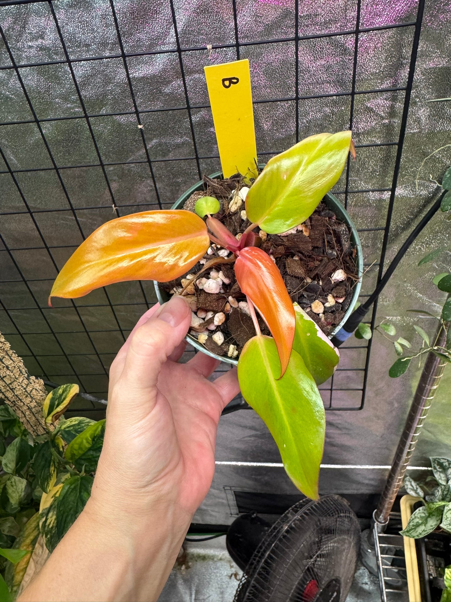 Philodendron Persimmon Princess