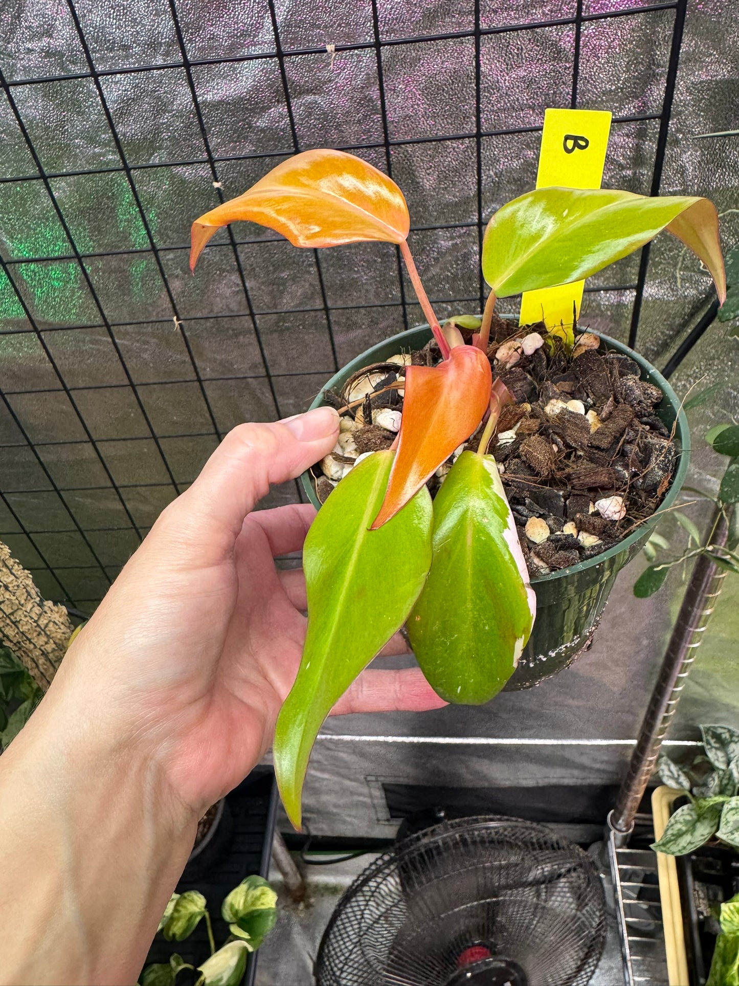 Philodendron Persimmon Princess