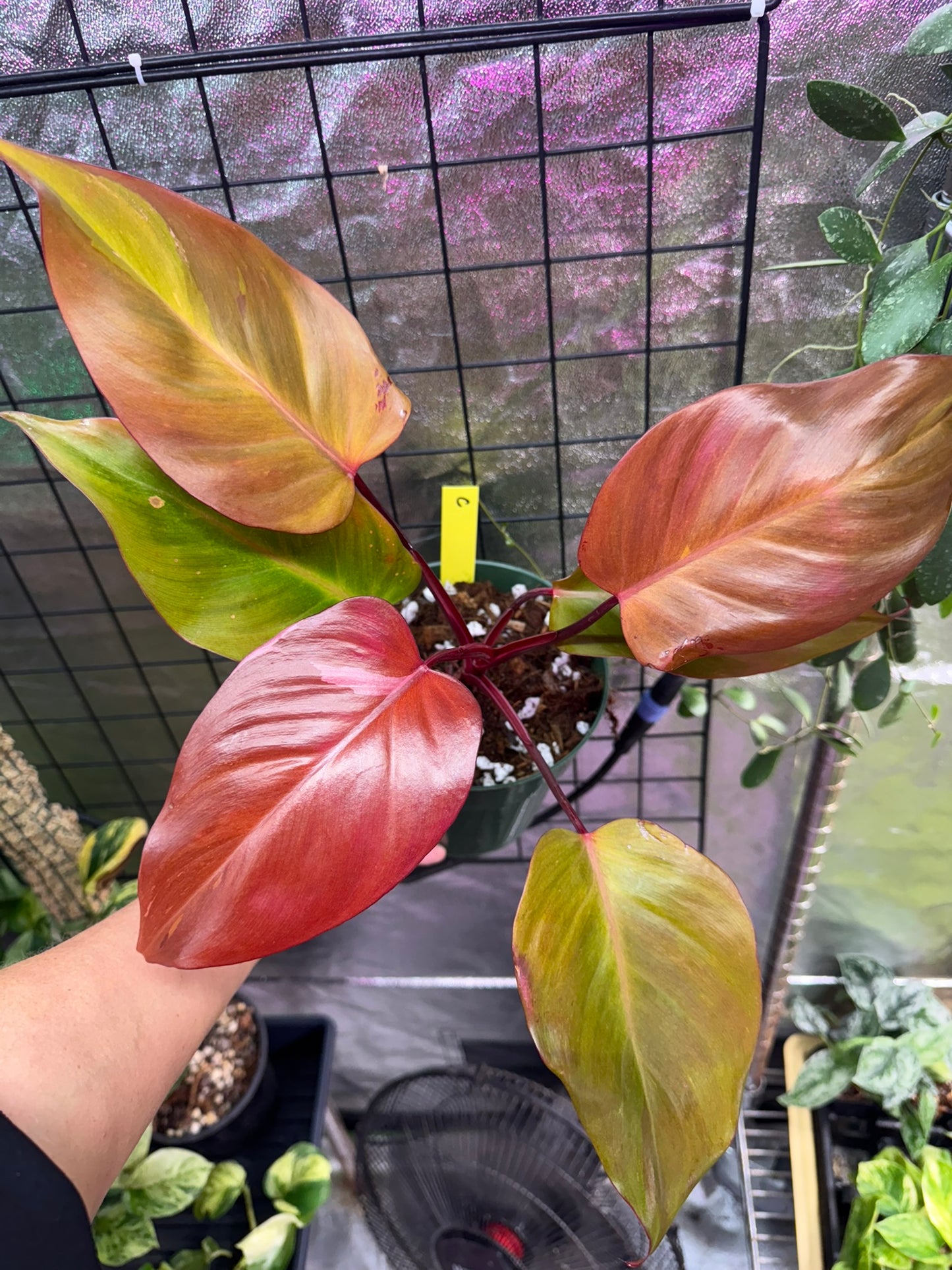 Philodendron Persimmon Princess