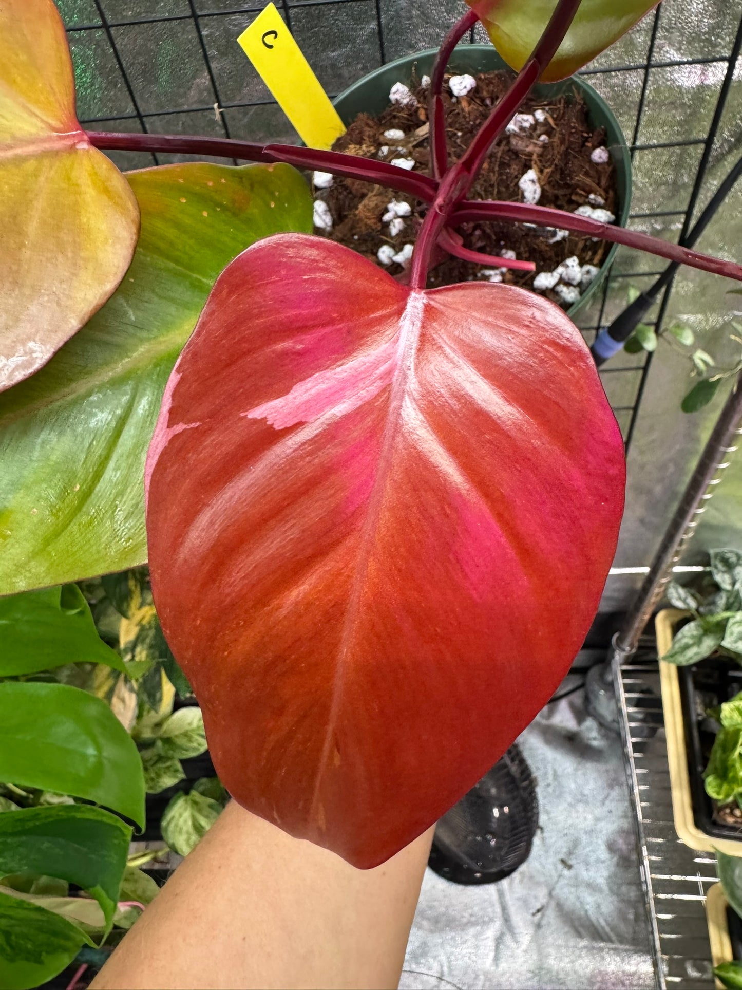 Philodendron Persimmon Princess