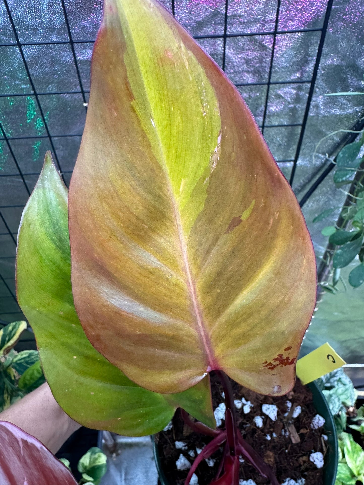 Philodendron Persimmon Princess