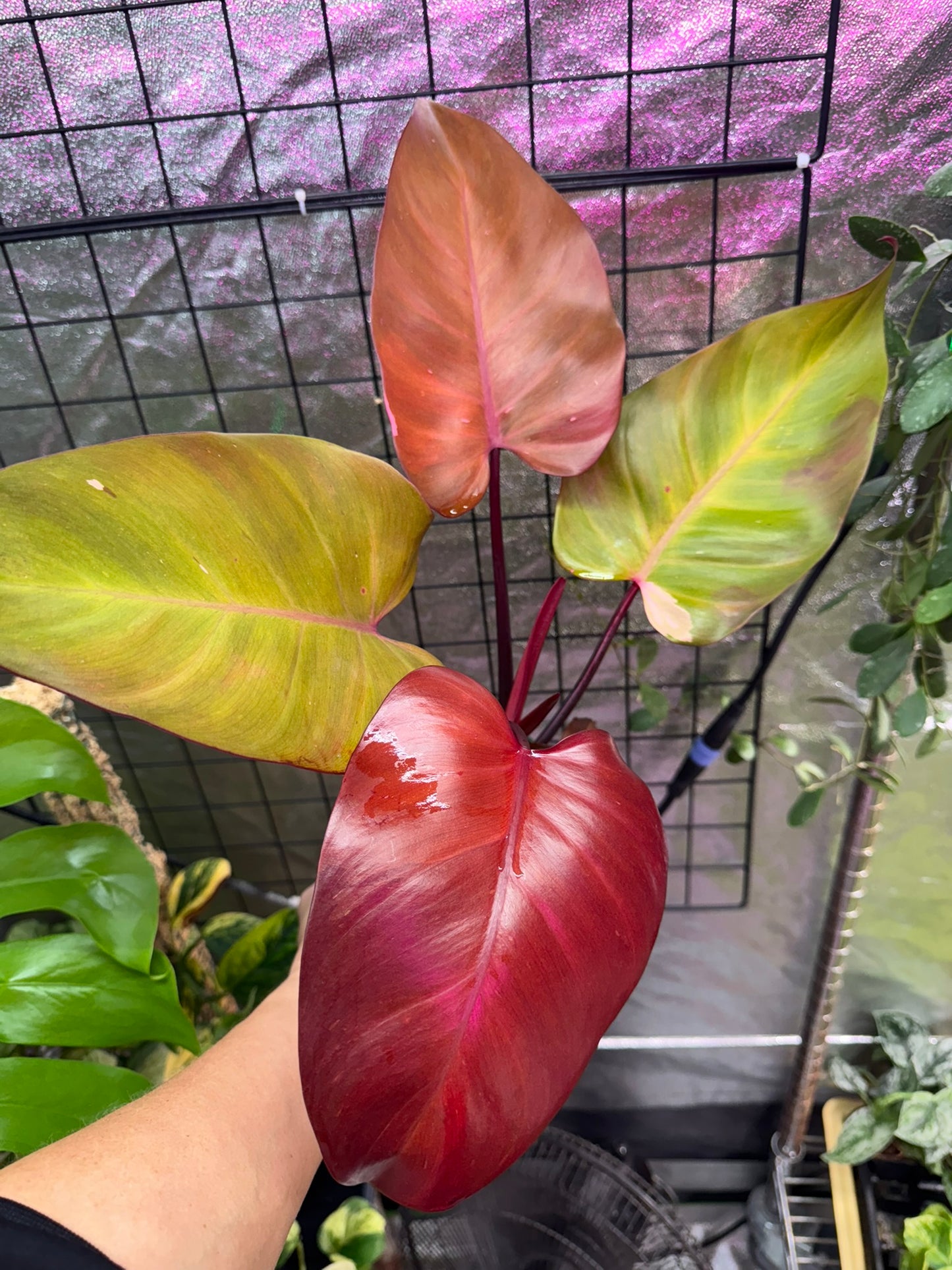 Philodendron Persimmon Princess