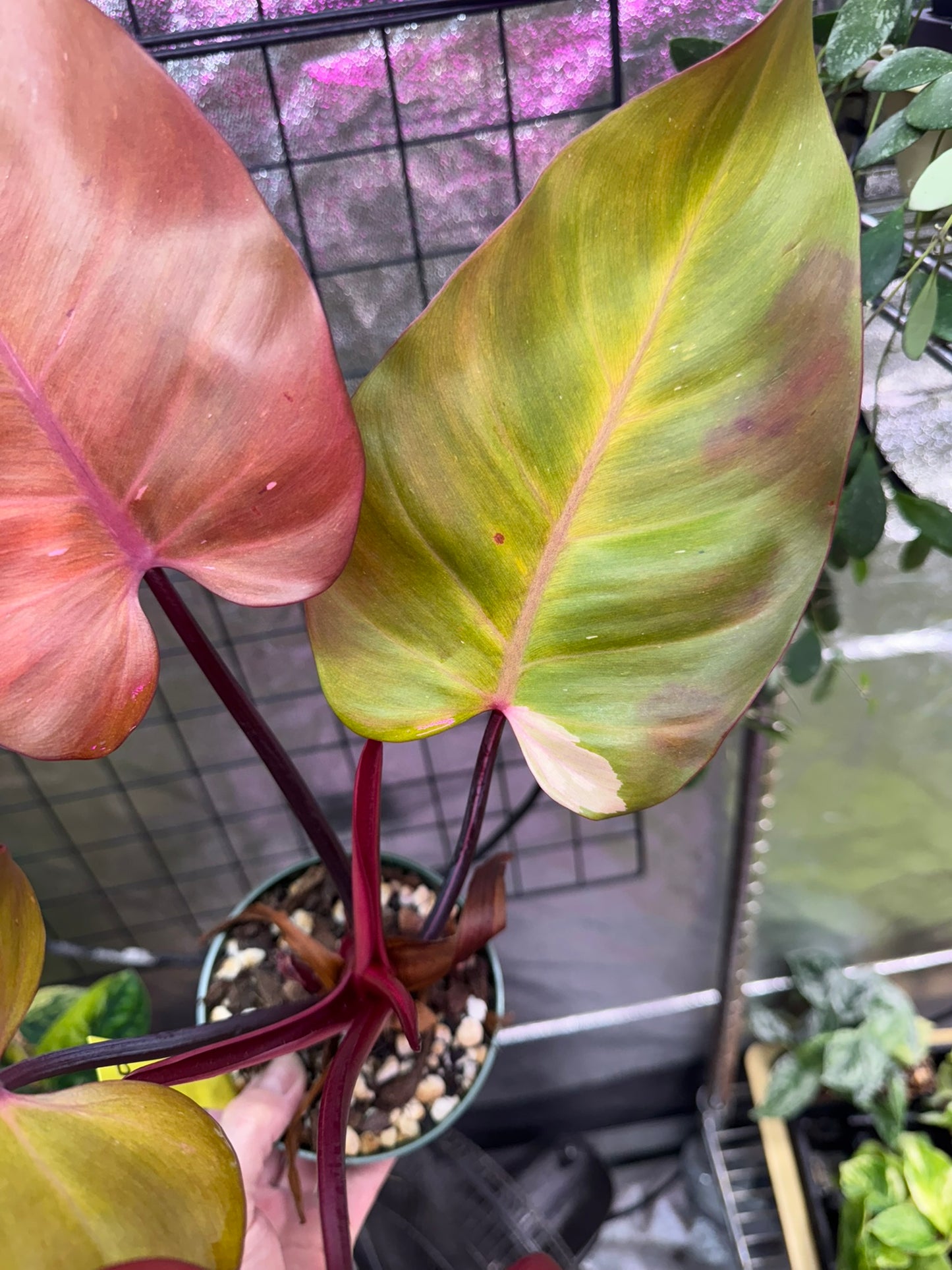 Philodendron Persimmon Princess