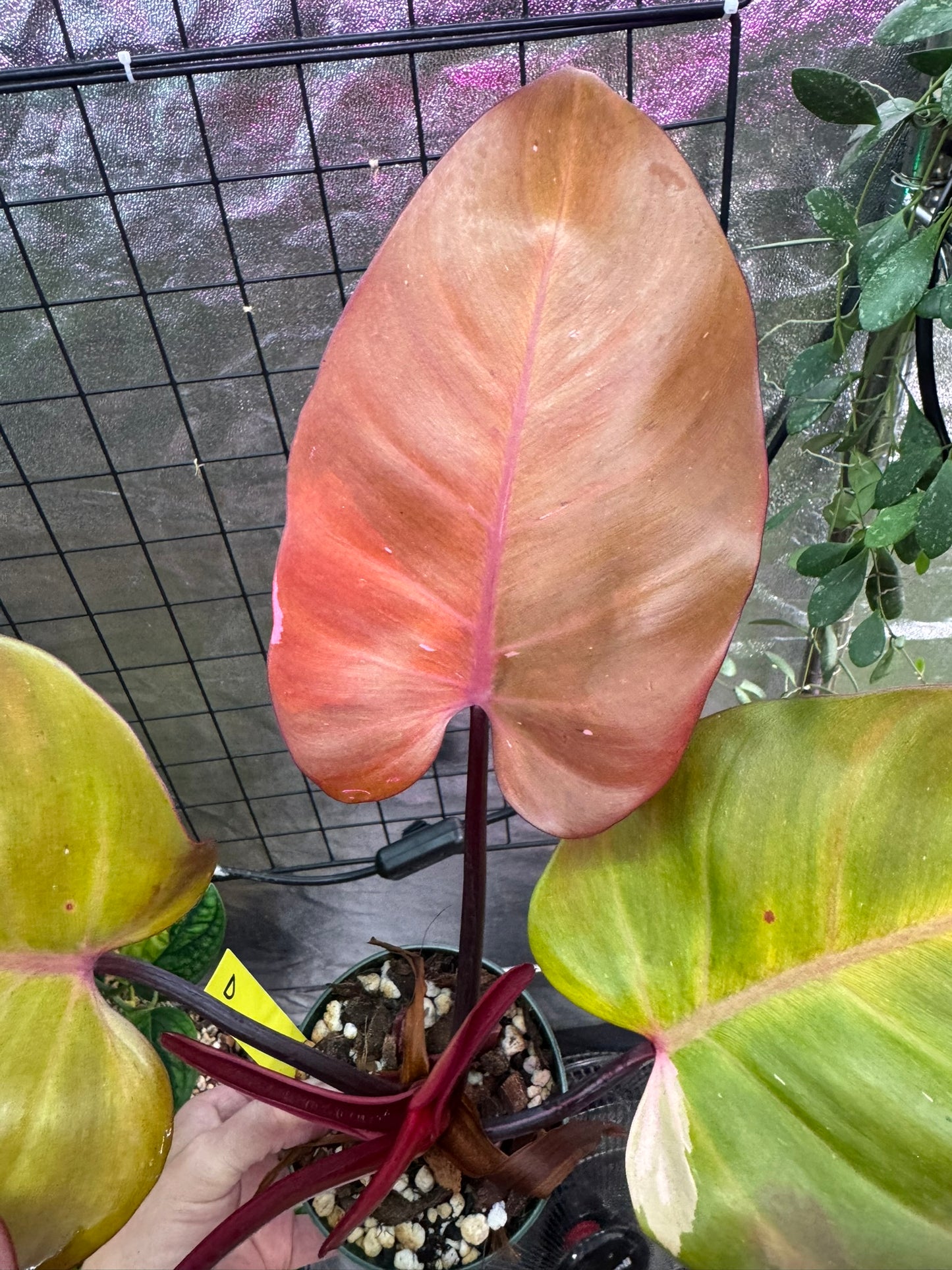 Philodendron Persimmon Princess