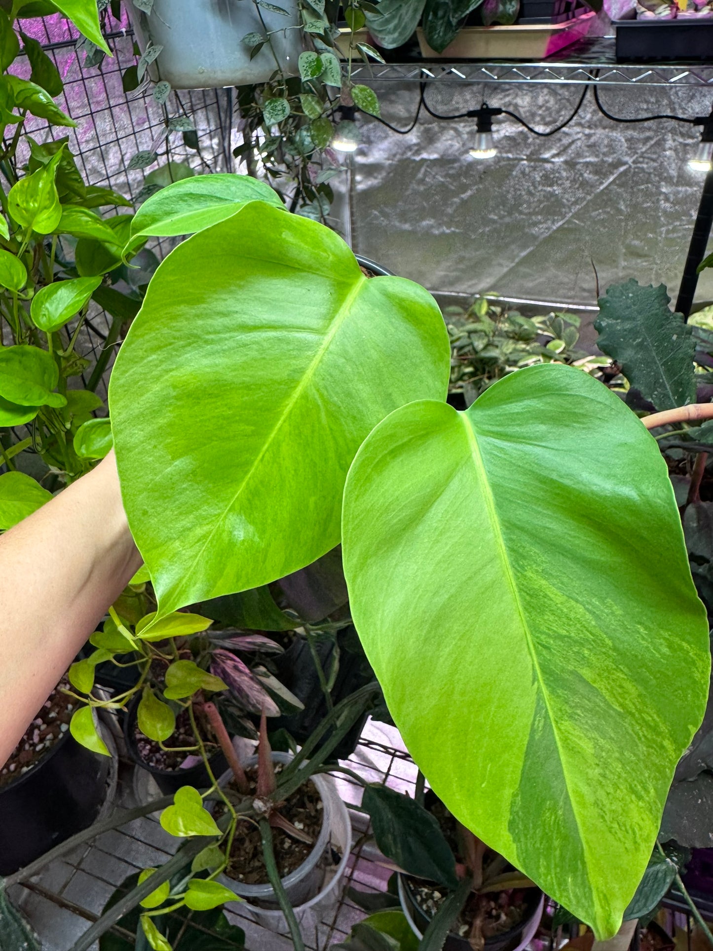 Monstera Green on Green Small Form