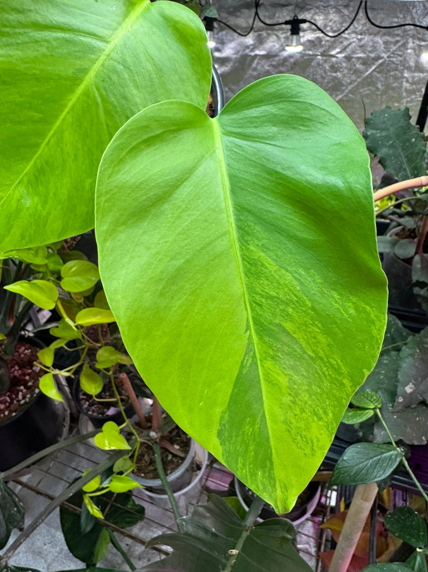 Monstera Green on Green Small Form