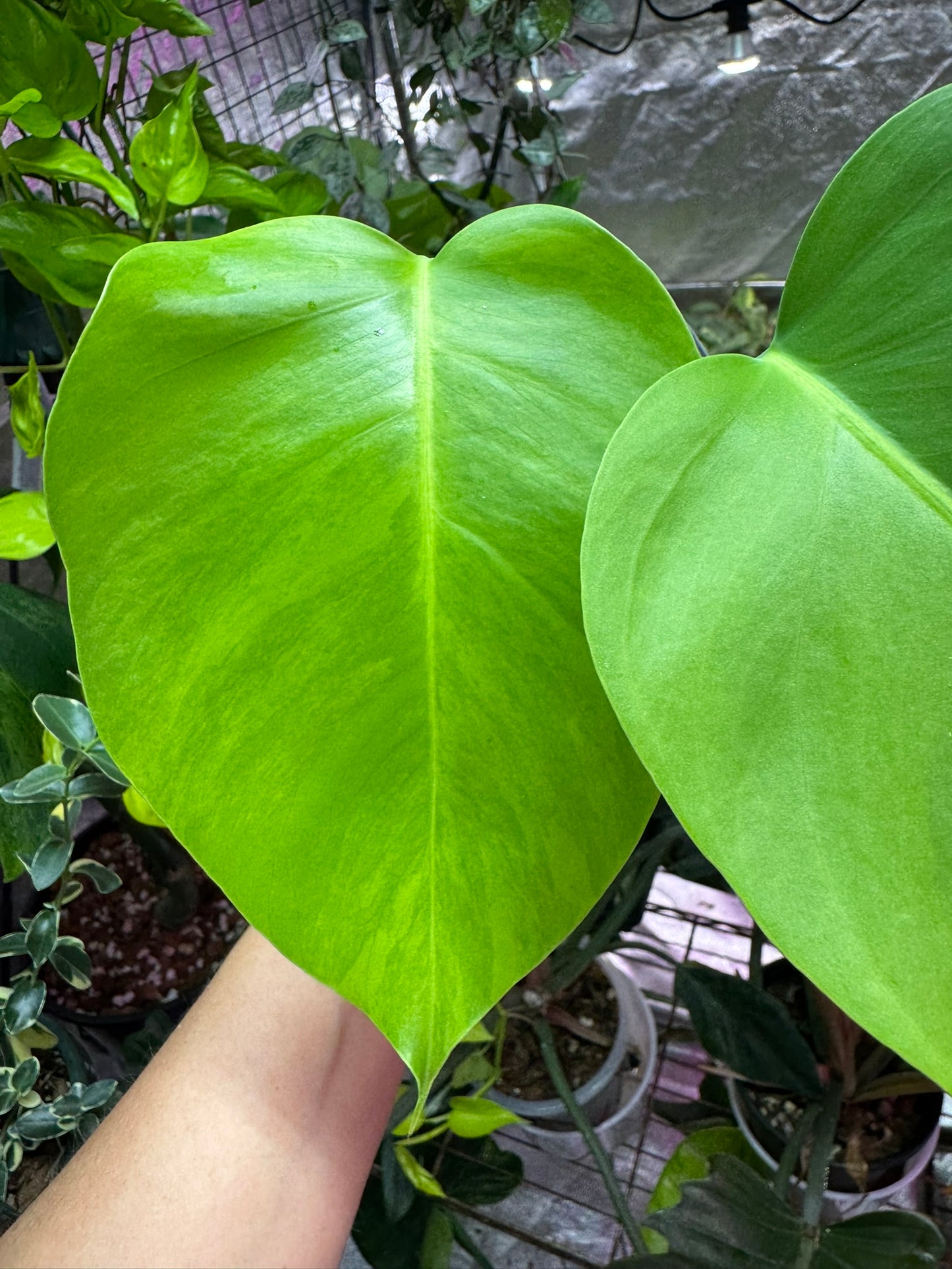 Monstera Green on Green Small Form