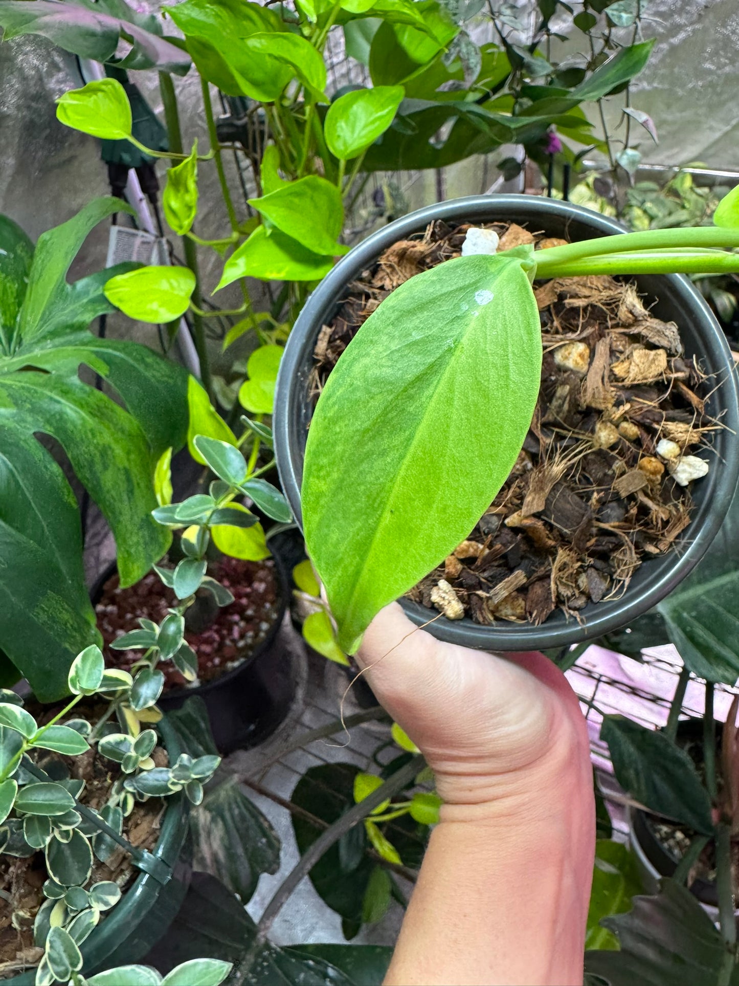 Monstera Green on Green Small Form