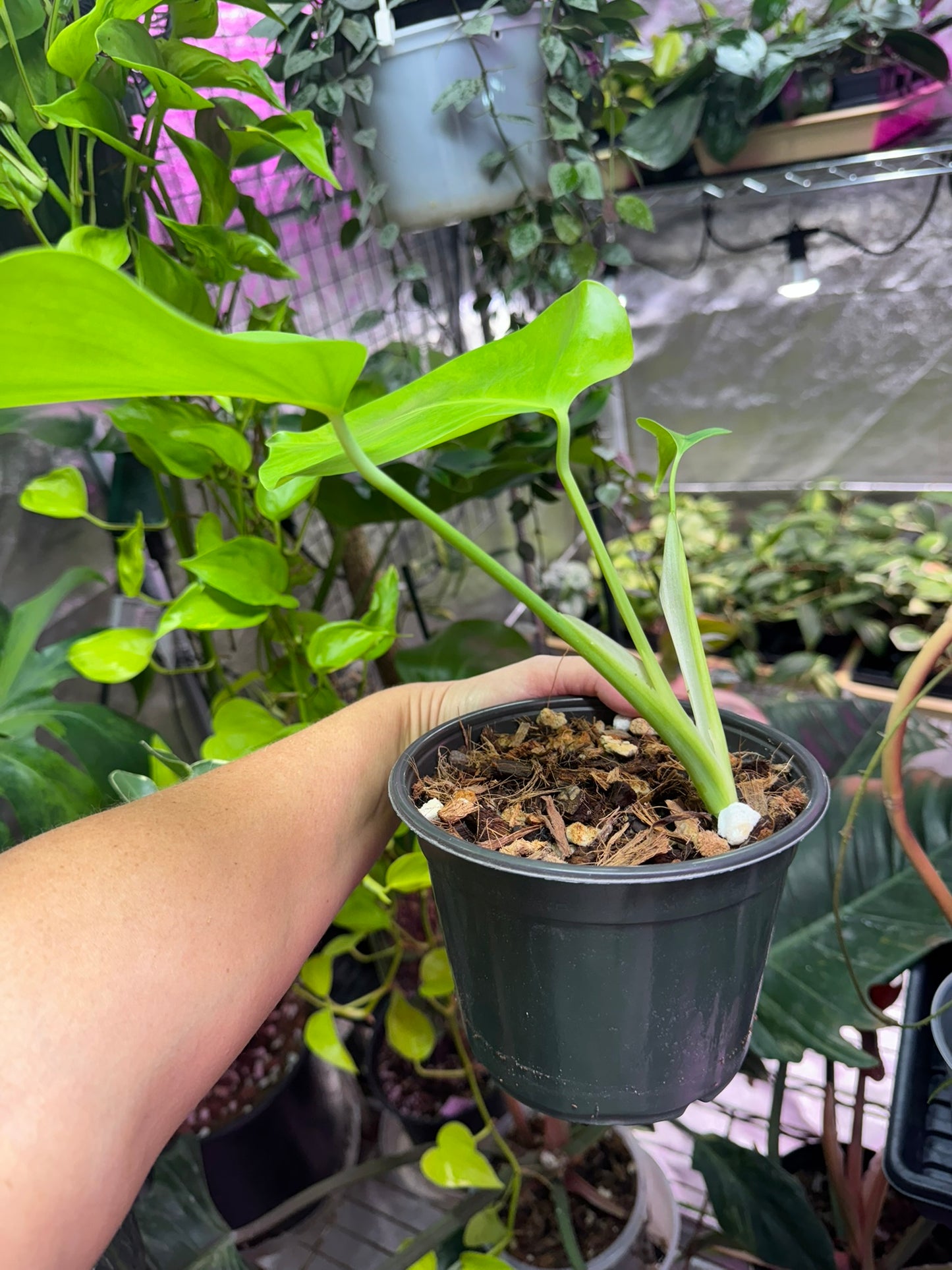 Monstera Green on Green Small Form